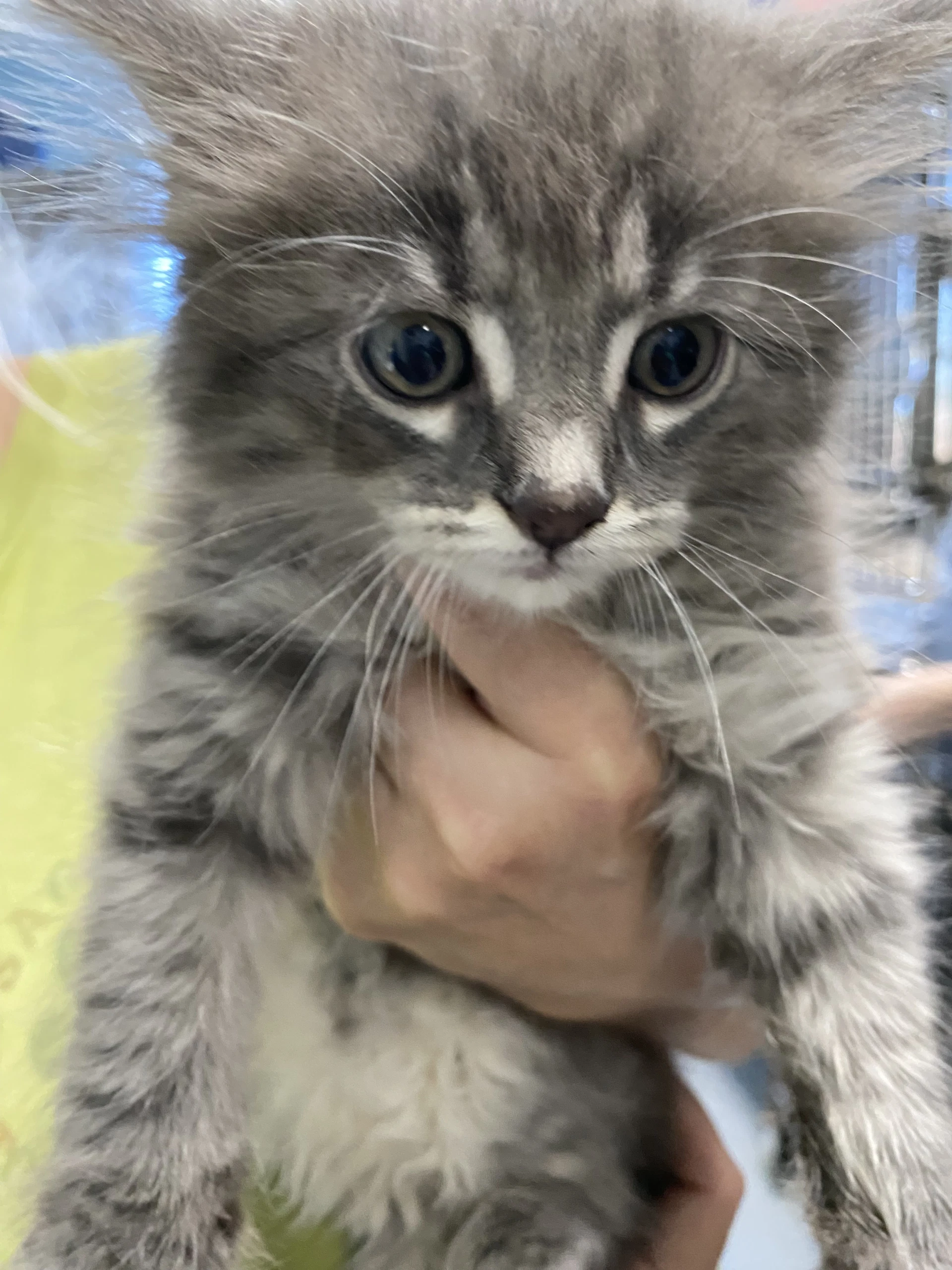 Honey - At Shelter
