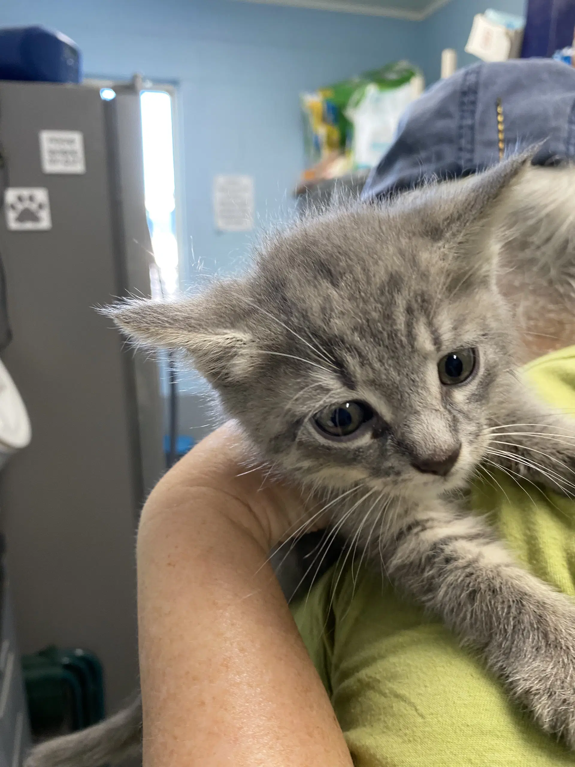 Biscuit - At Shelter - Domestic Short Hair