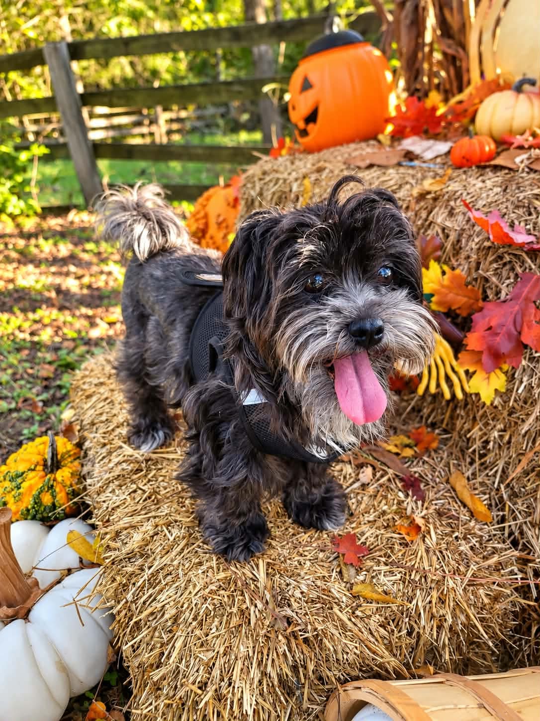 Bonita Luna In Foster Care Mistie - Shih Tzu