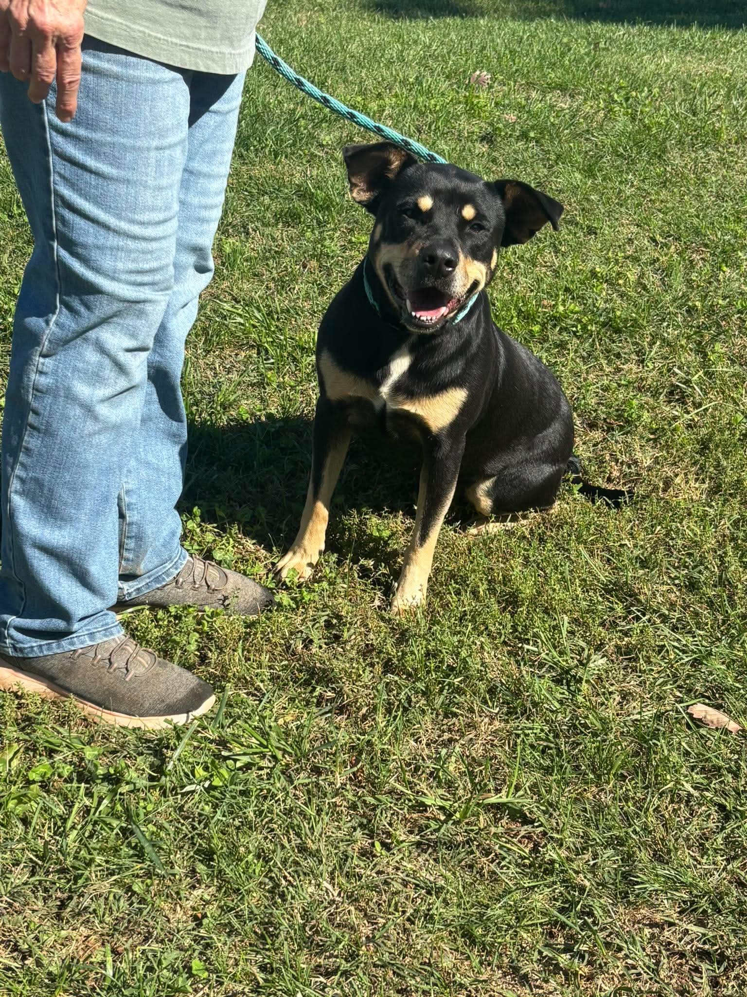Annie - At Shelter - Rottweiler