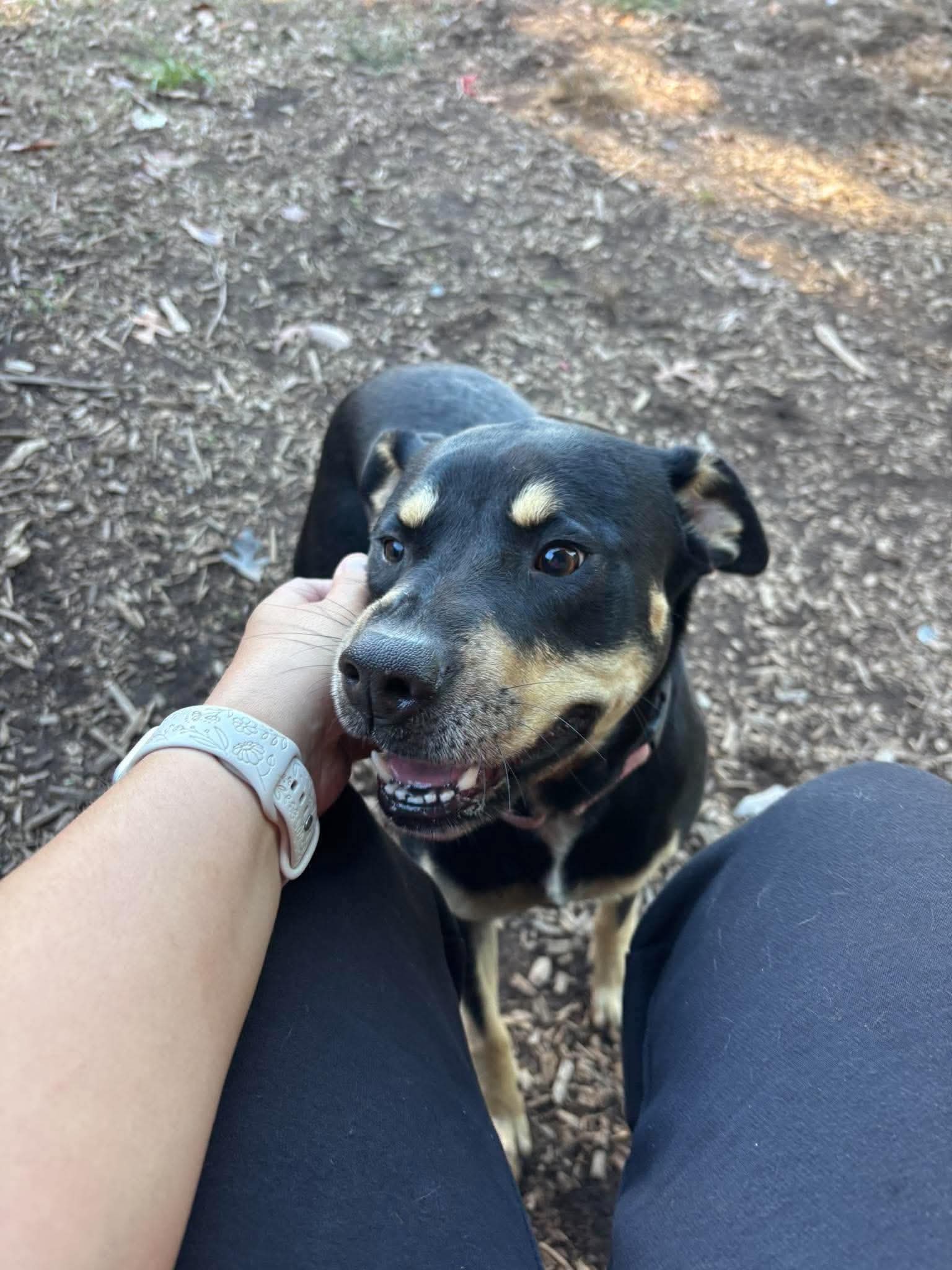 Annie - At shelter, photo 3