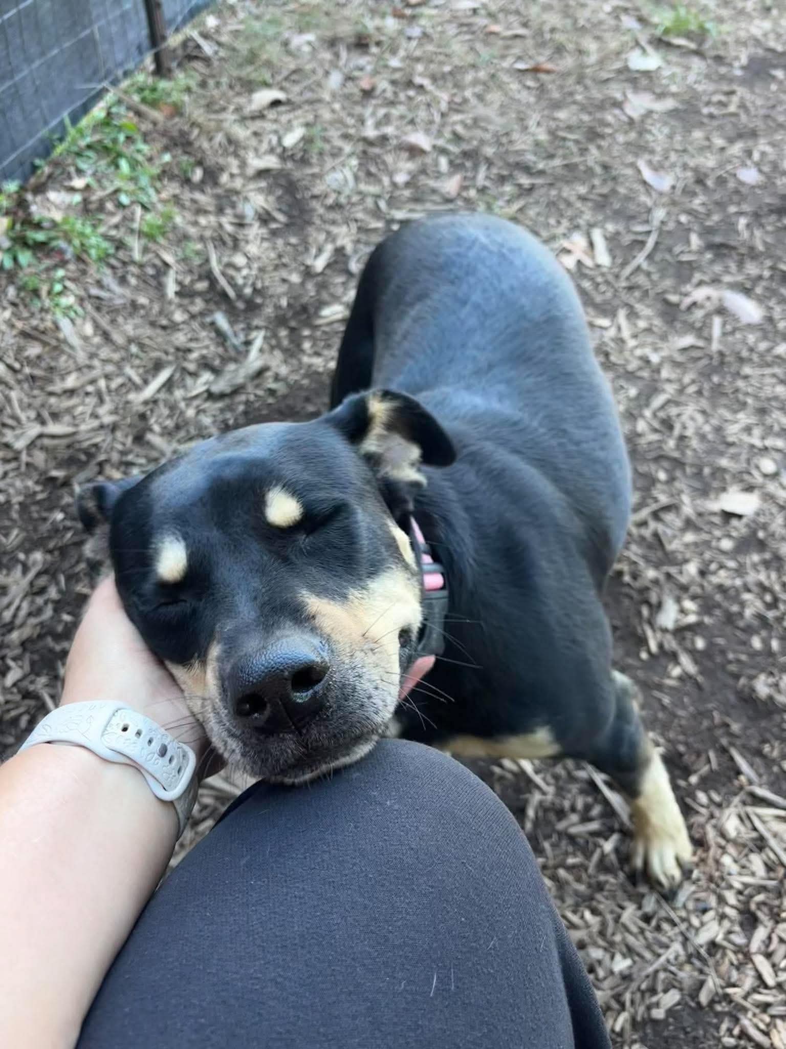 Annie - At shelter, photo 4