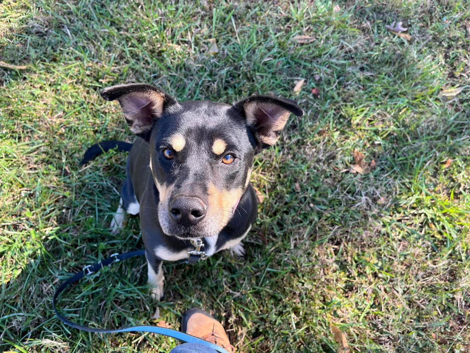 Annie - At shelter, photo 2