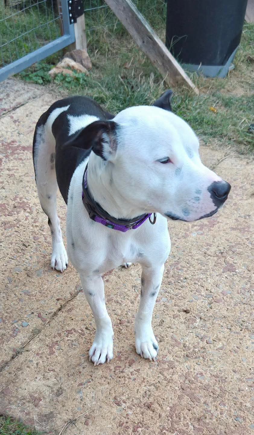 Emma Little Dog Fostered