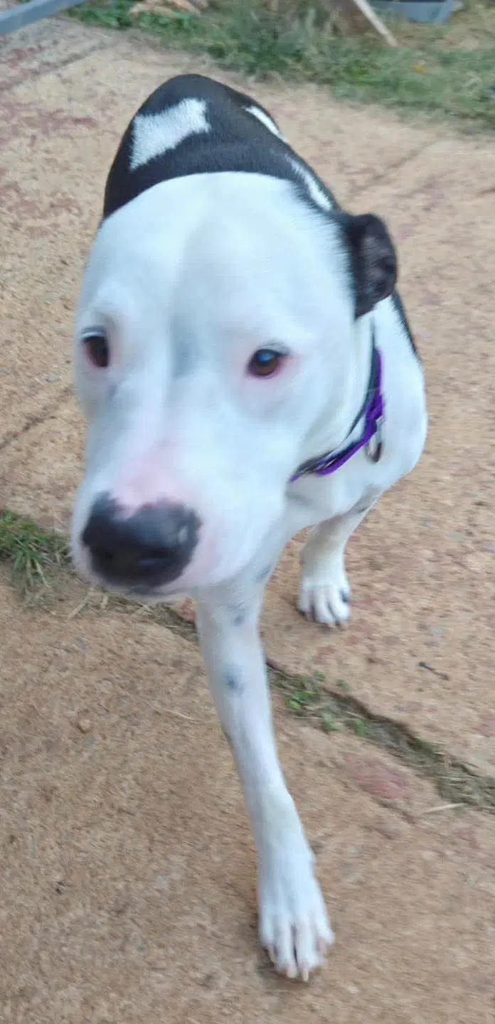 Emma Little Dog Fostered image 2