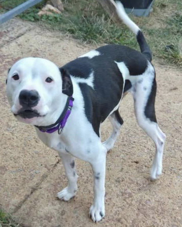 Emma (Little Dog): fostered, photo 7