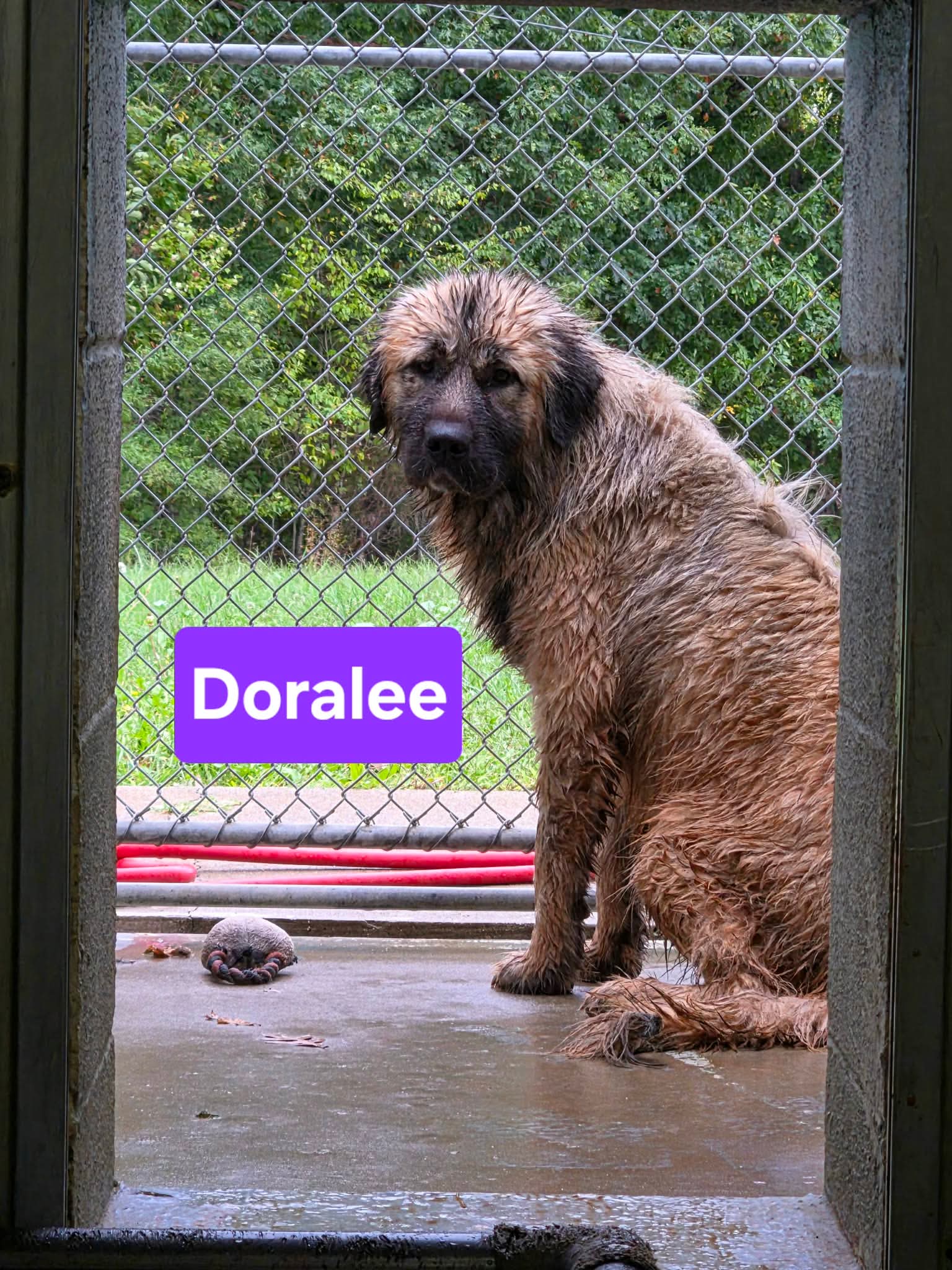 Dora Lee At Shelter - Great Pyrenees