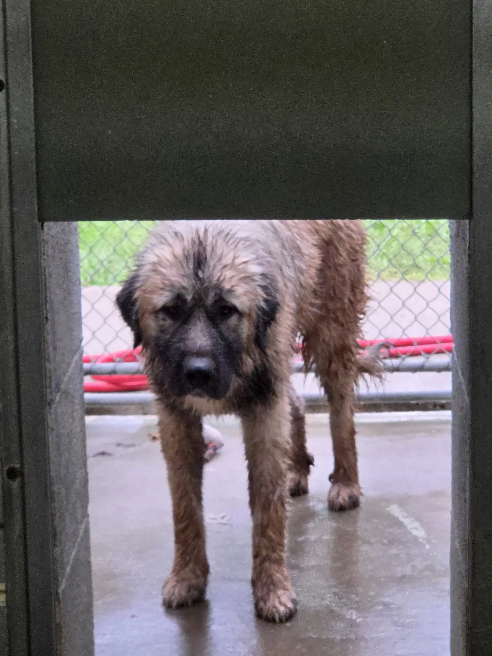 Dora Lee At Shelter image 2