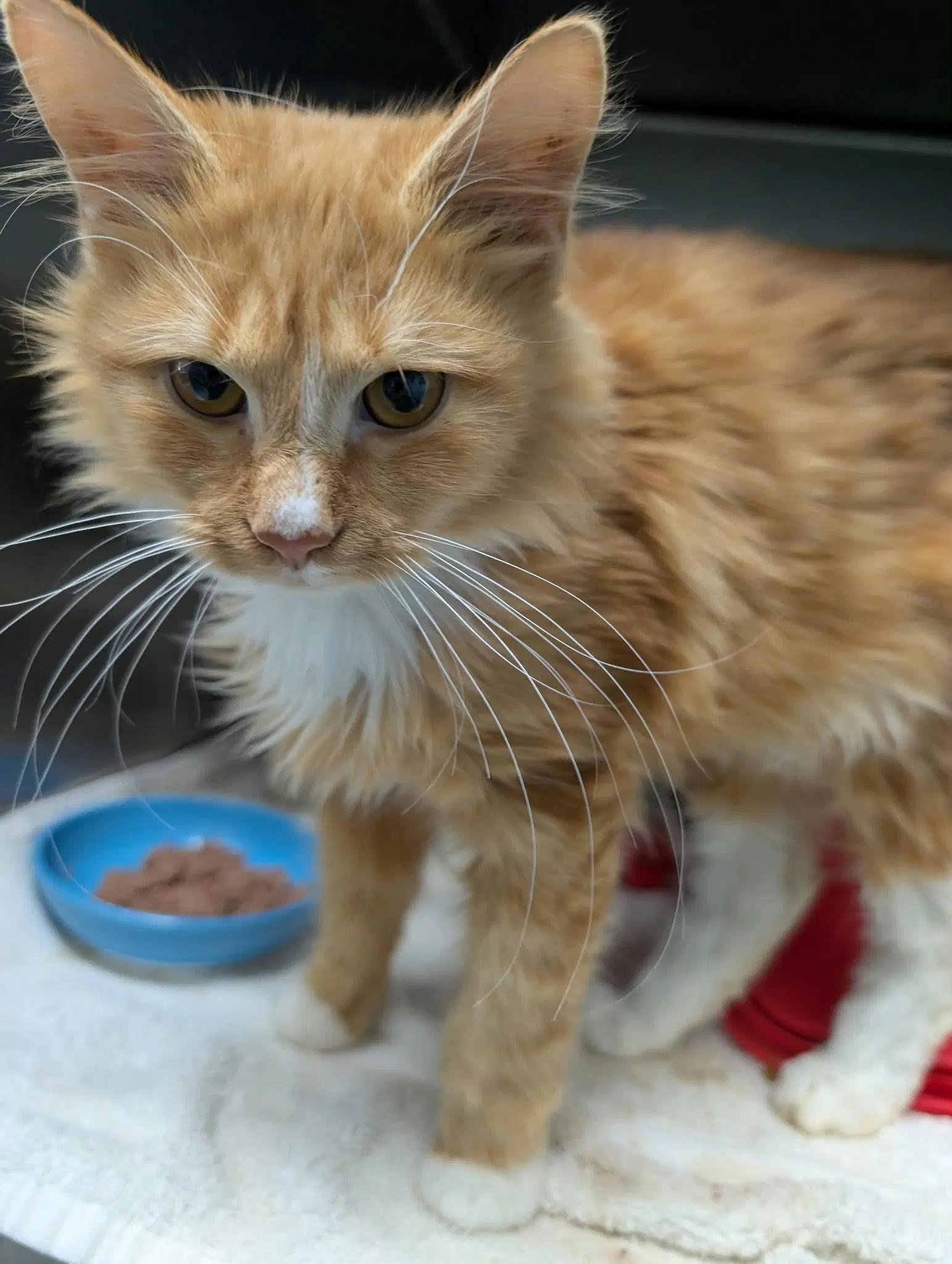 Wirt - At Shelter - Domestic Medium Hair