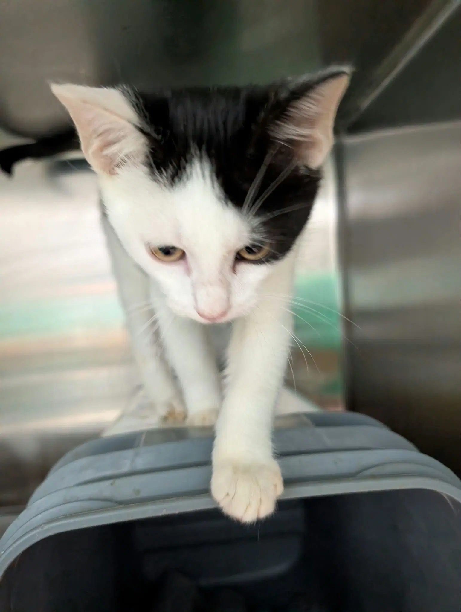 Greg - At Shelter - Domestic Short Hair