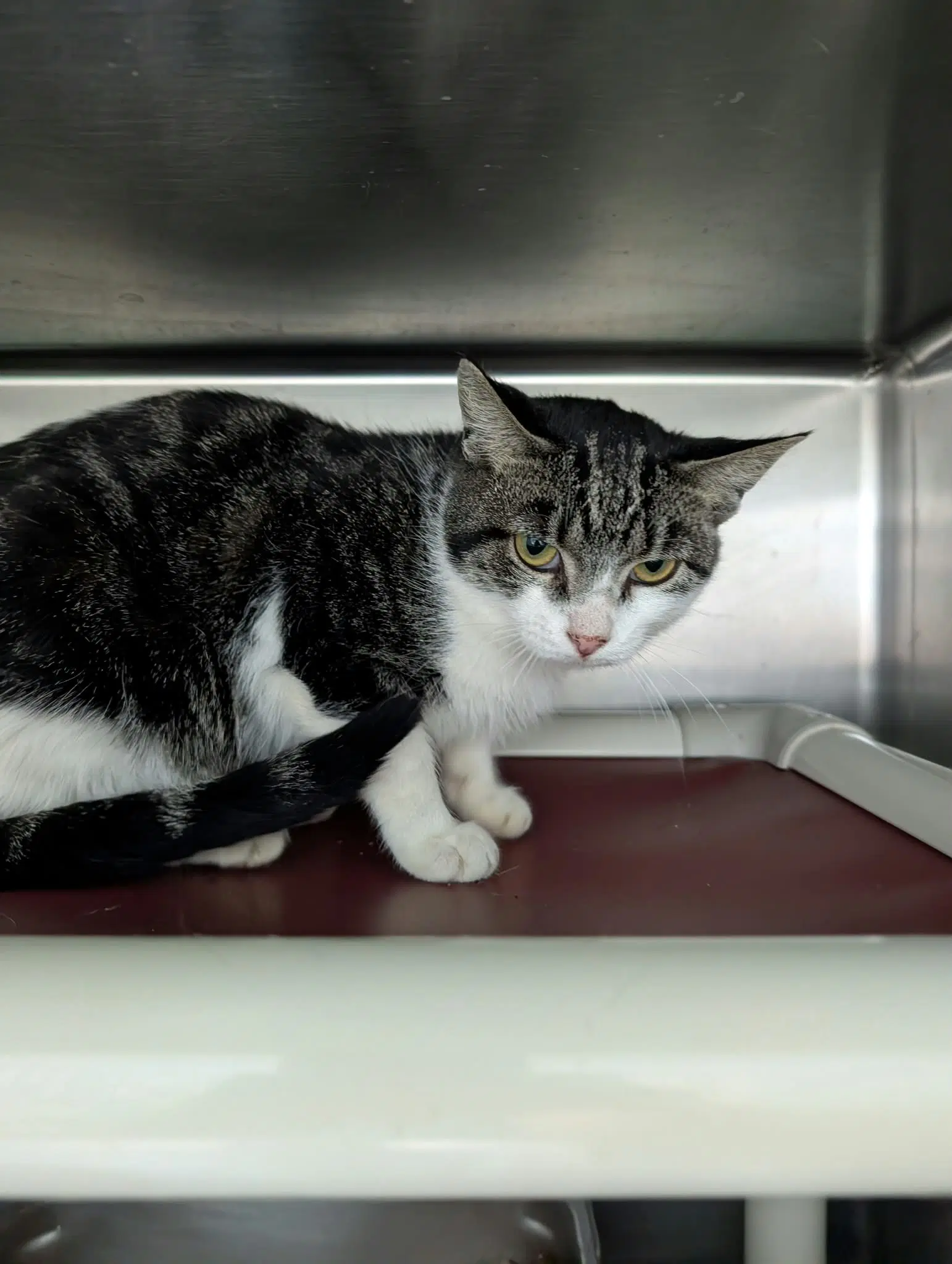 Caesar - At Shelter - Domestic Short Hair