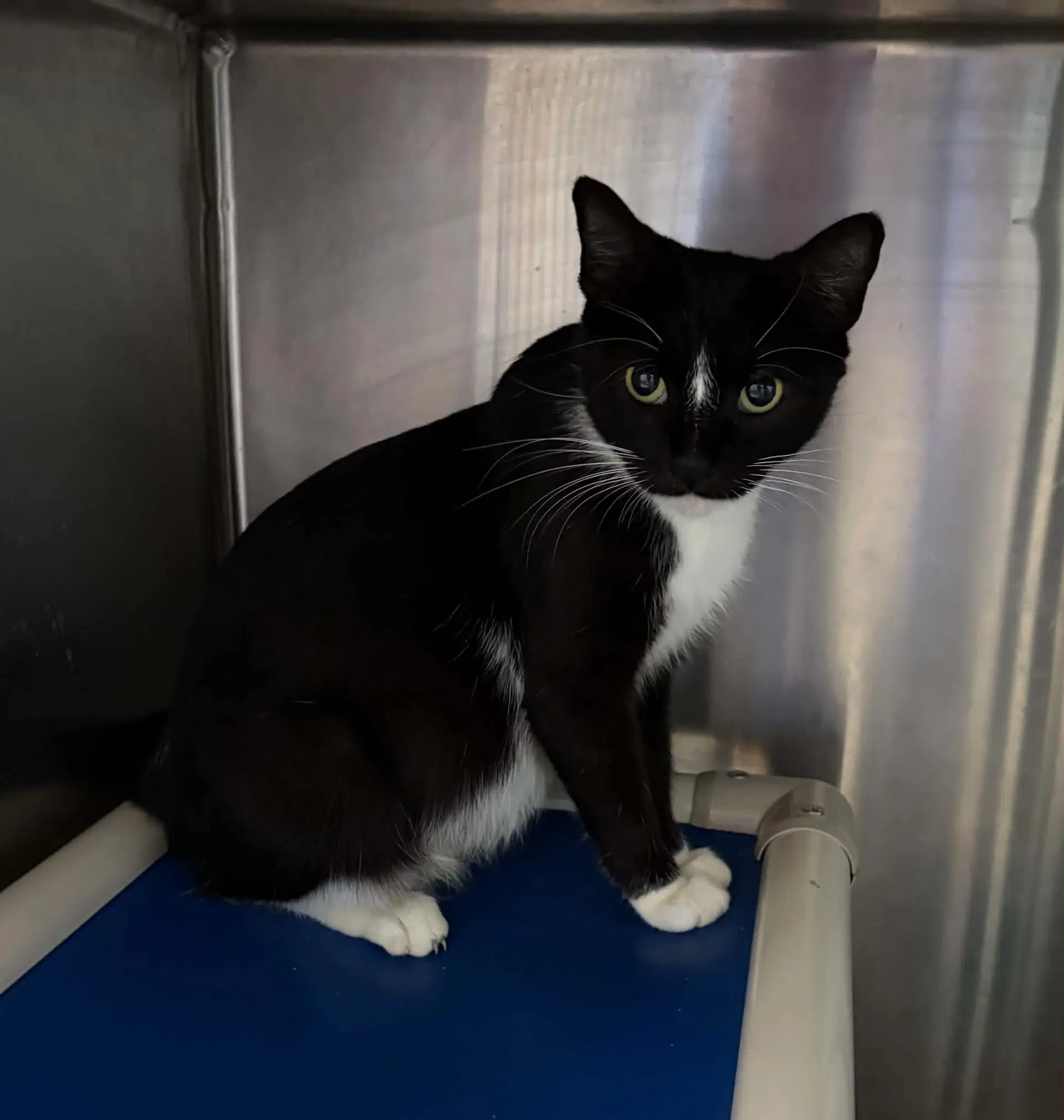Canon - At Shelter - Domestic Short Hair