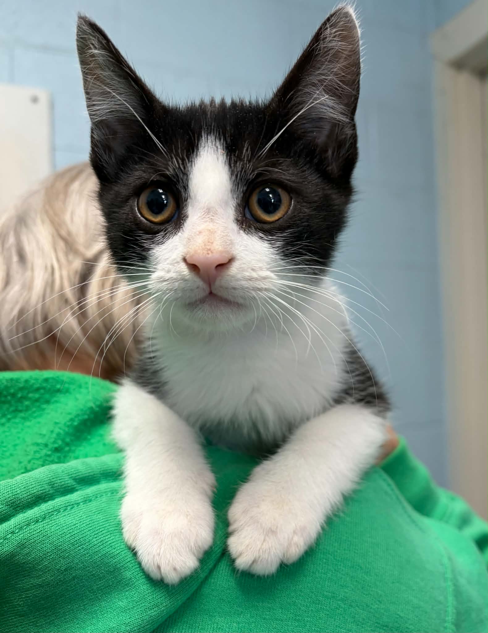 Lexmark - At Shelter - Domestic Short Hair