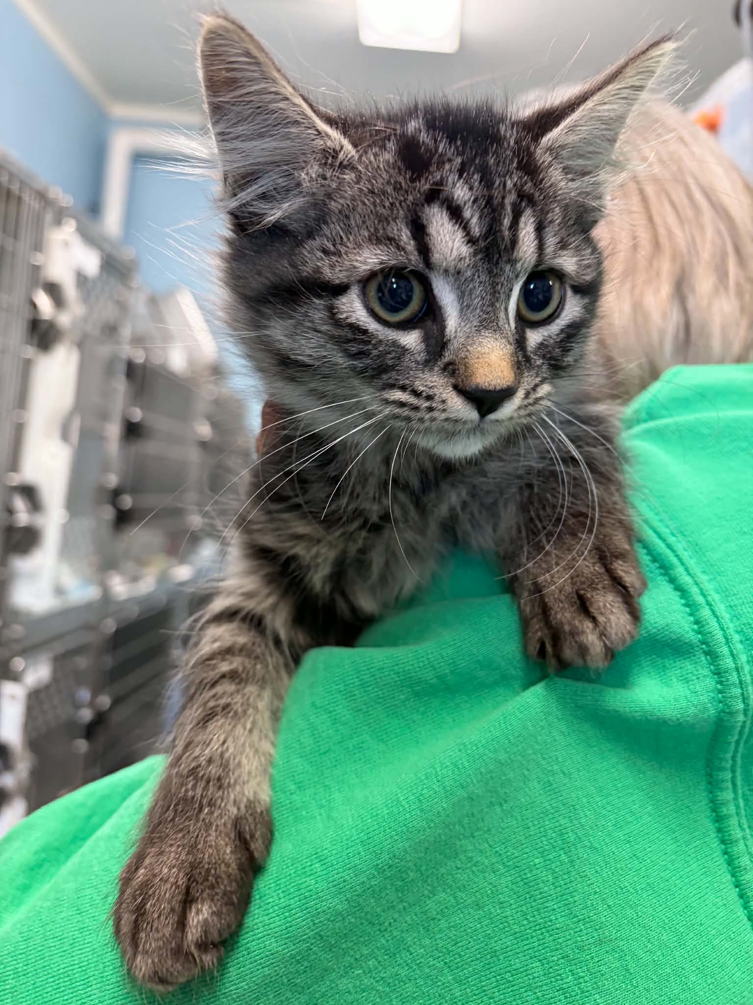 Brother - At Shelter - Domestic Medium Hair
