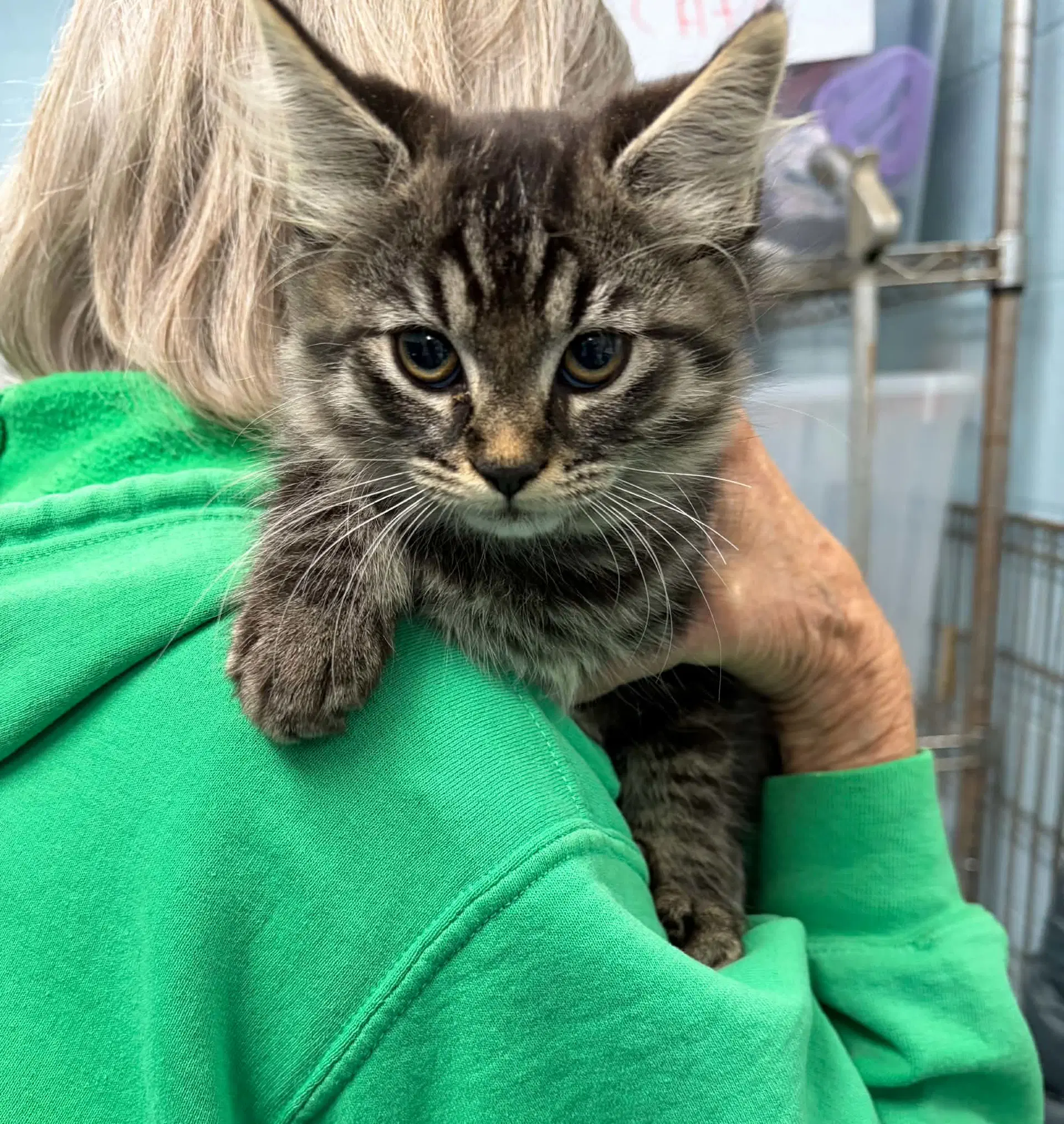 Xerox - At Shelter - Domestic Medium Hair