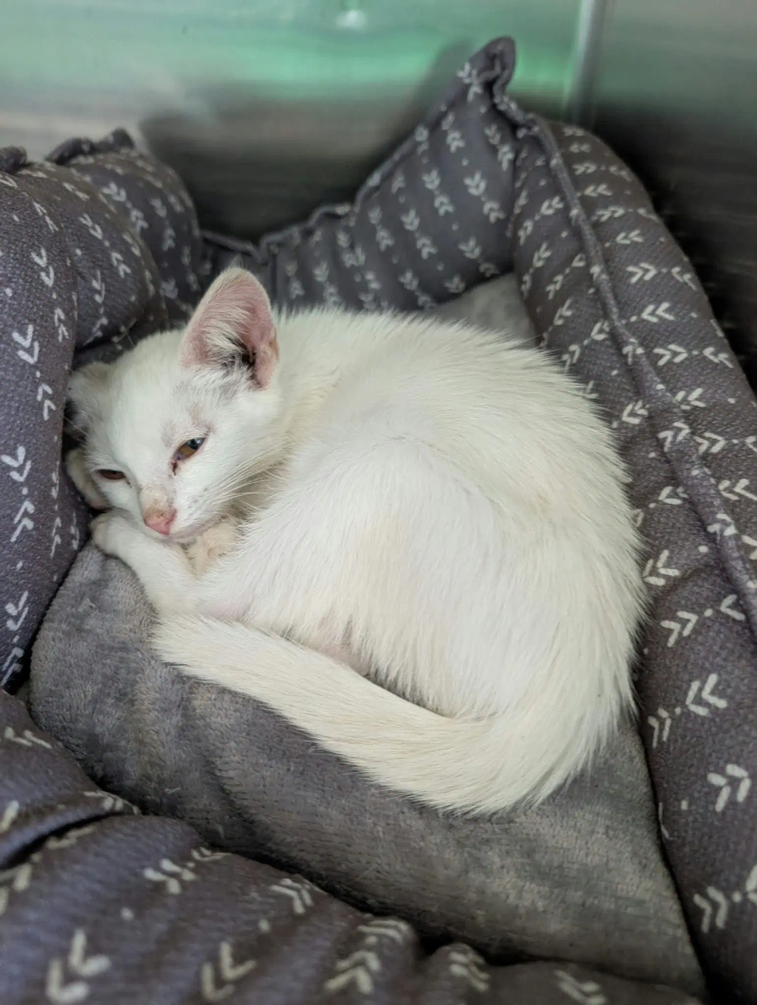 Solo - At Shelter - Domestic Short Hair