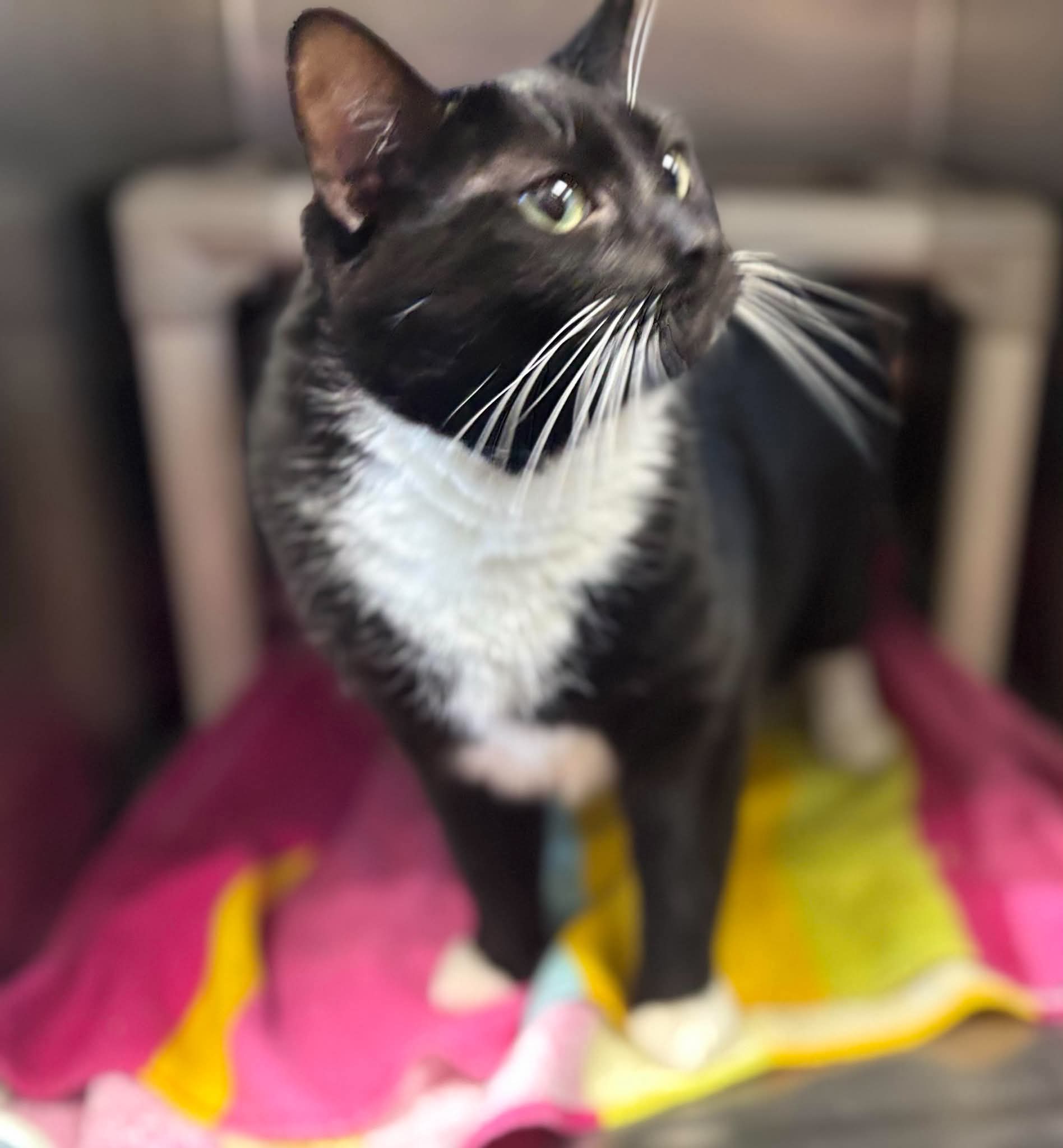 Festus Jr - At Shelter