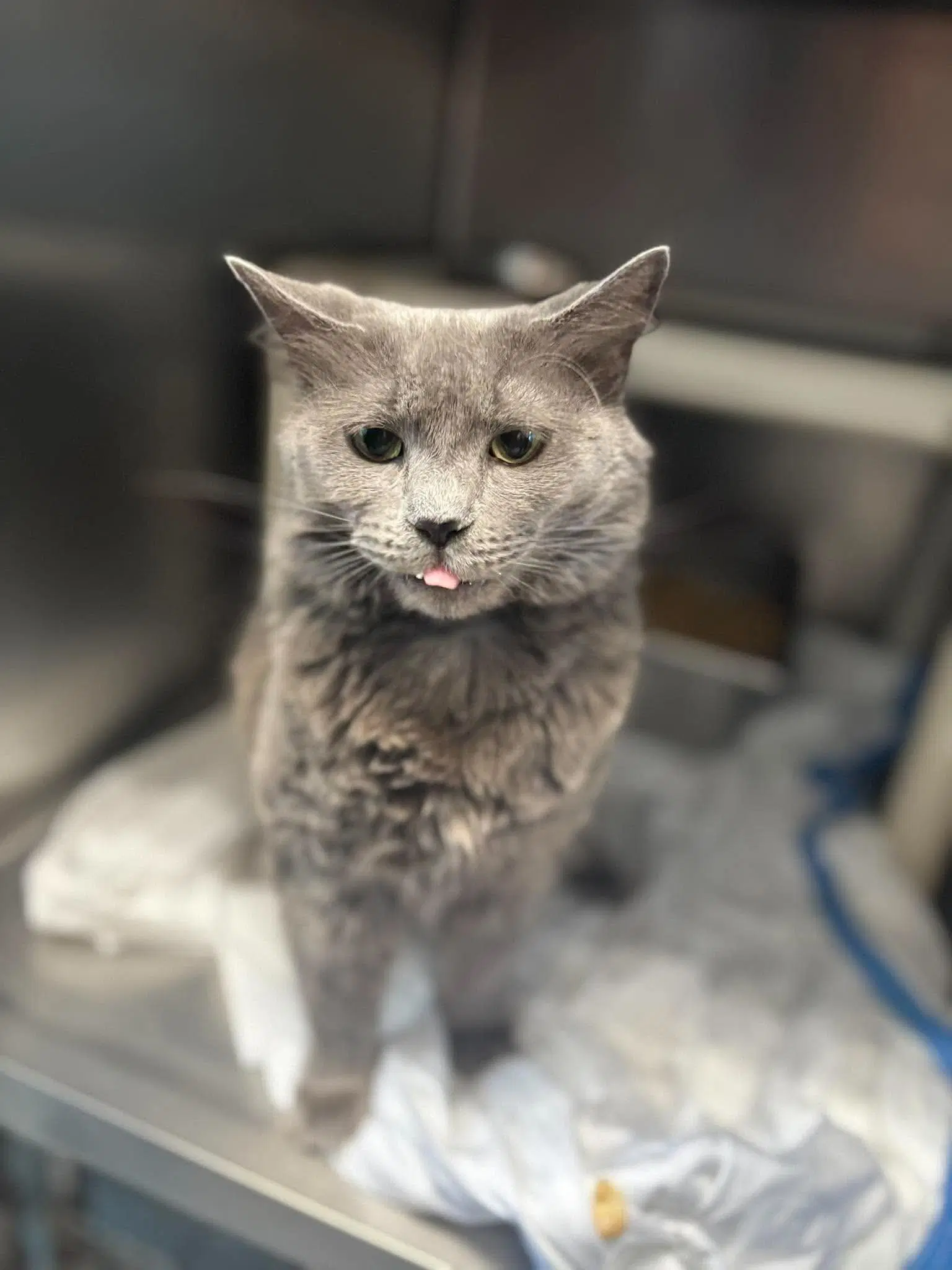 Rosie - At Shelter - Domestic Short Hair