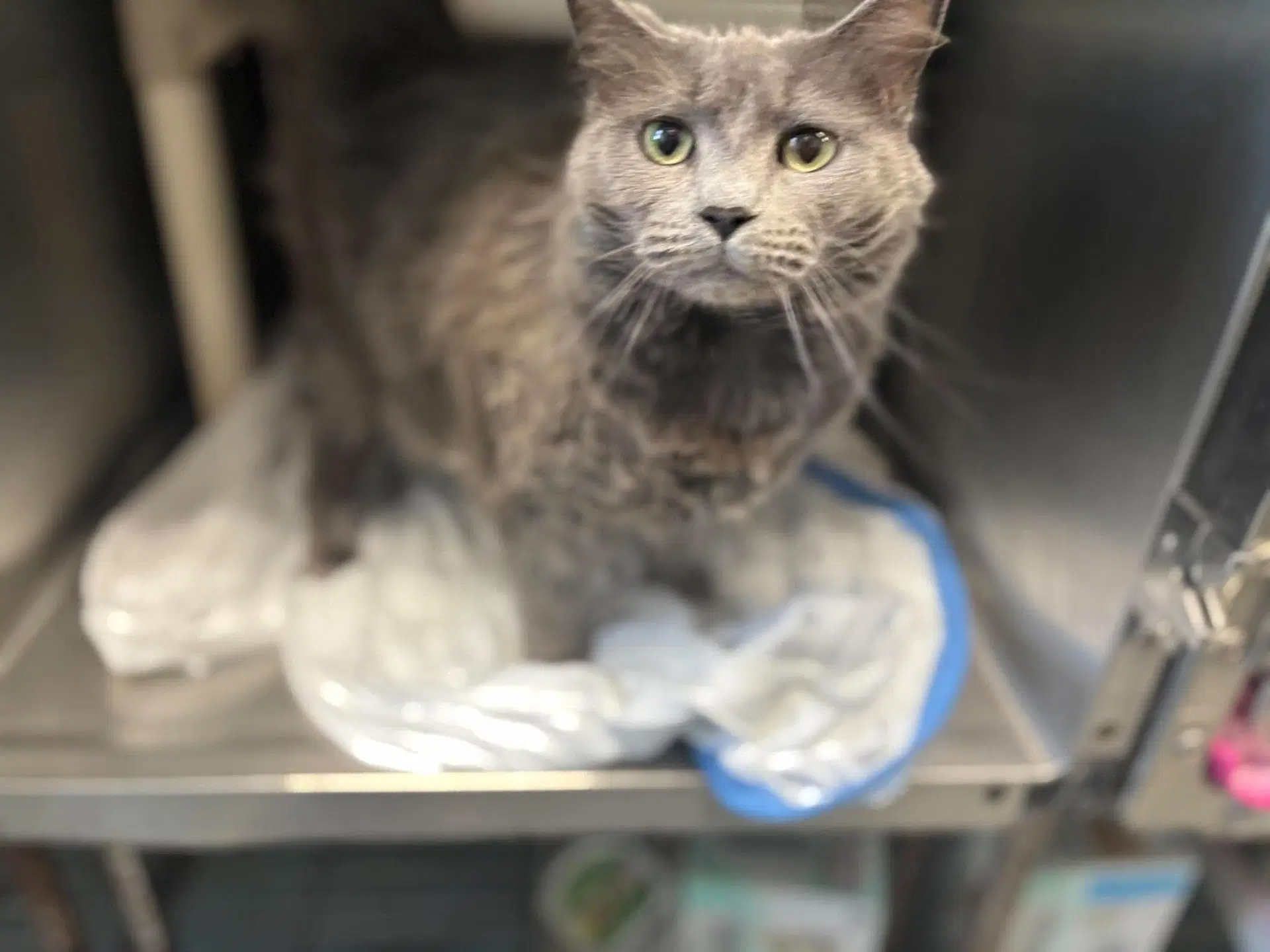Rosie - At Shelter image 2