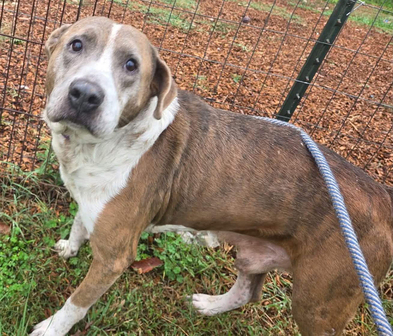 Walter - At The Shelter