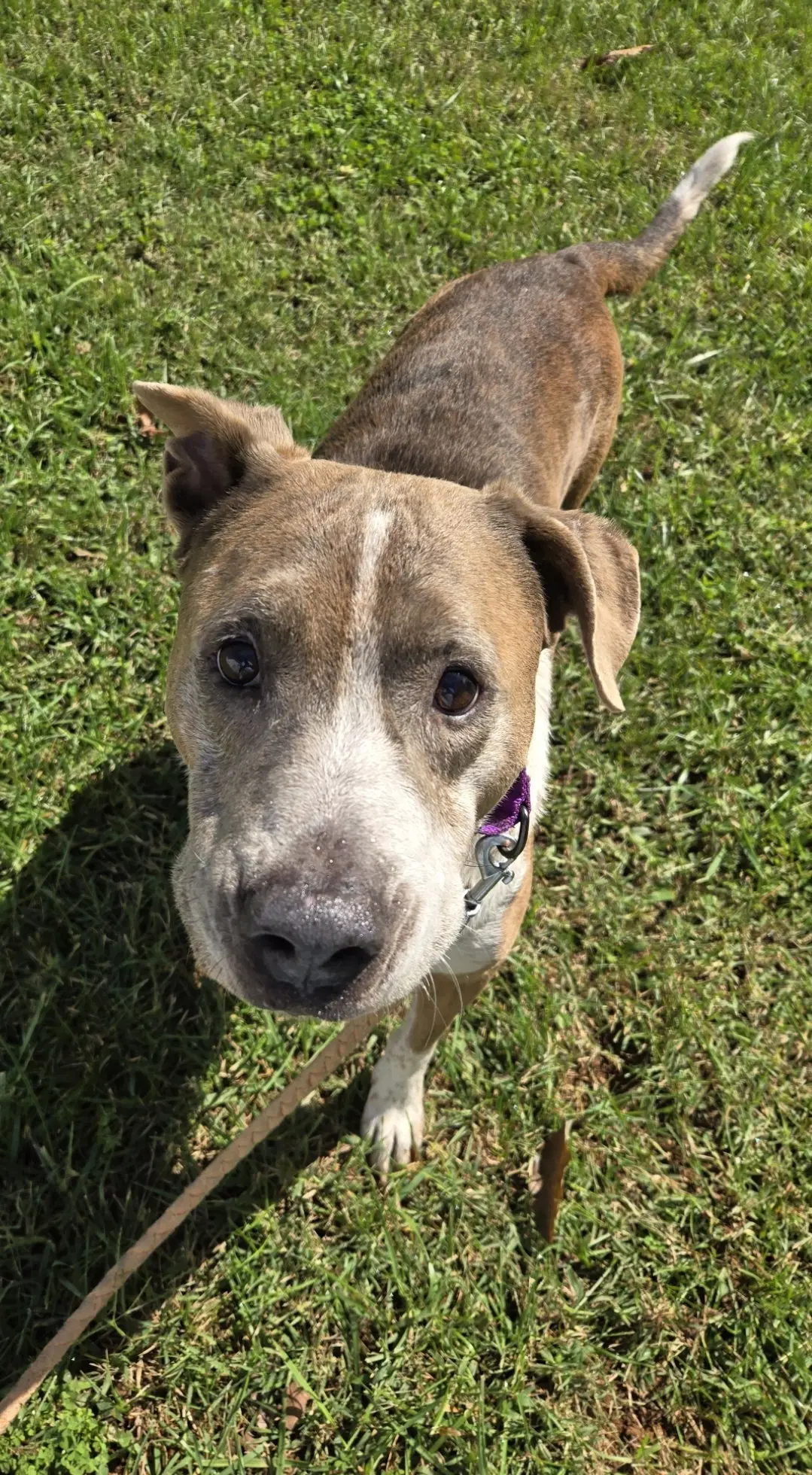 Walter - At The Shelter image 3
