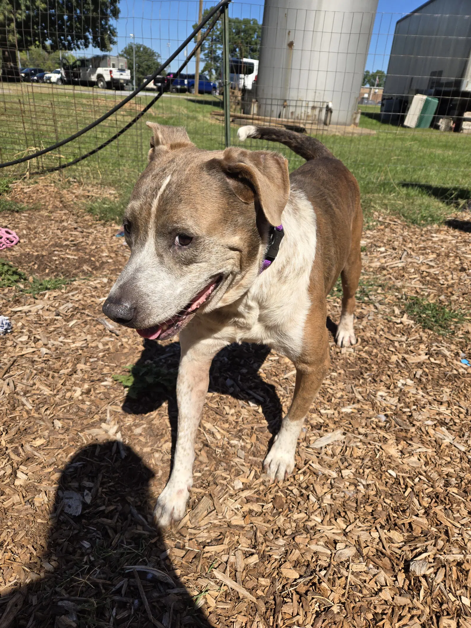 Walter - At The Shelter image 4