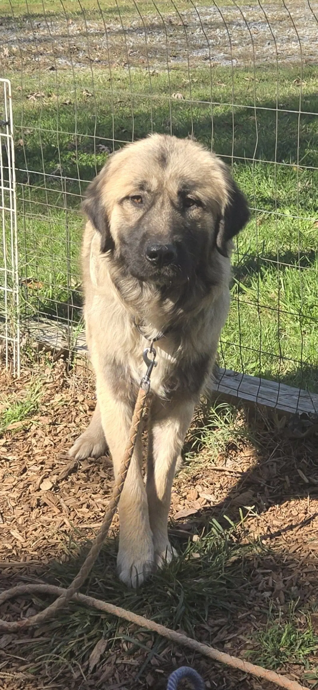 Dora Lee - At The Shelter - Great Pyrenees