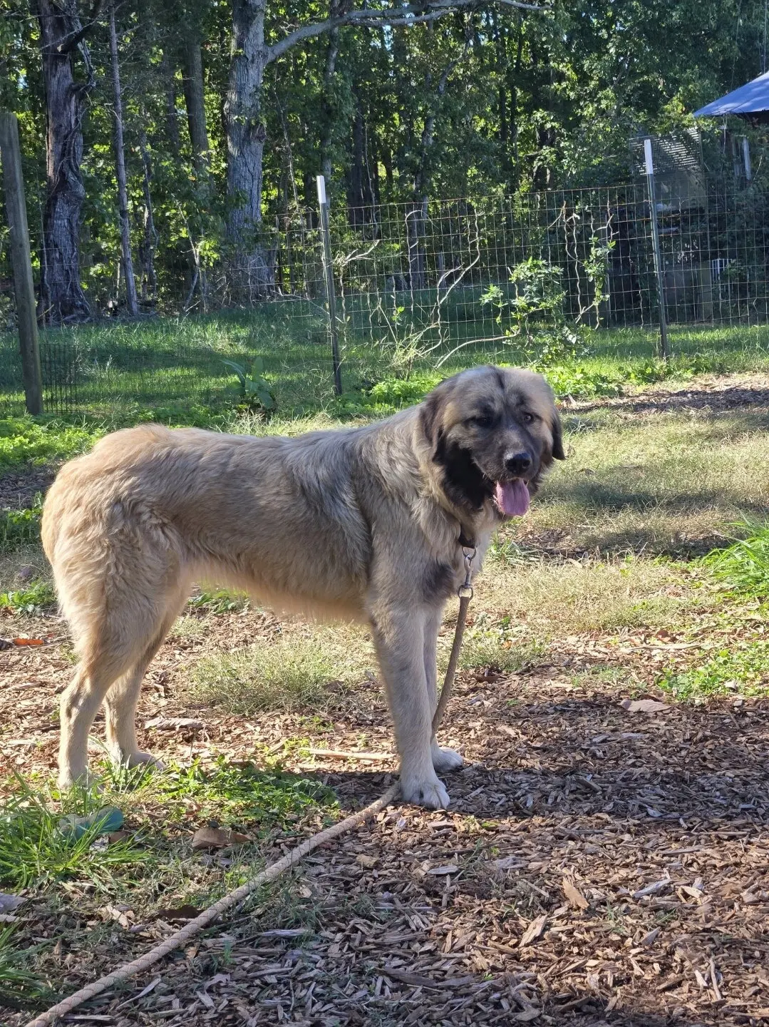 Dora Lee - At The Shelter image 3