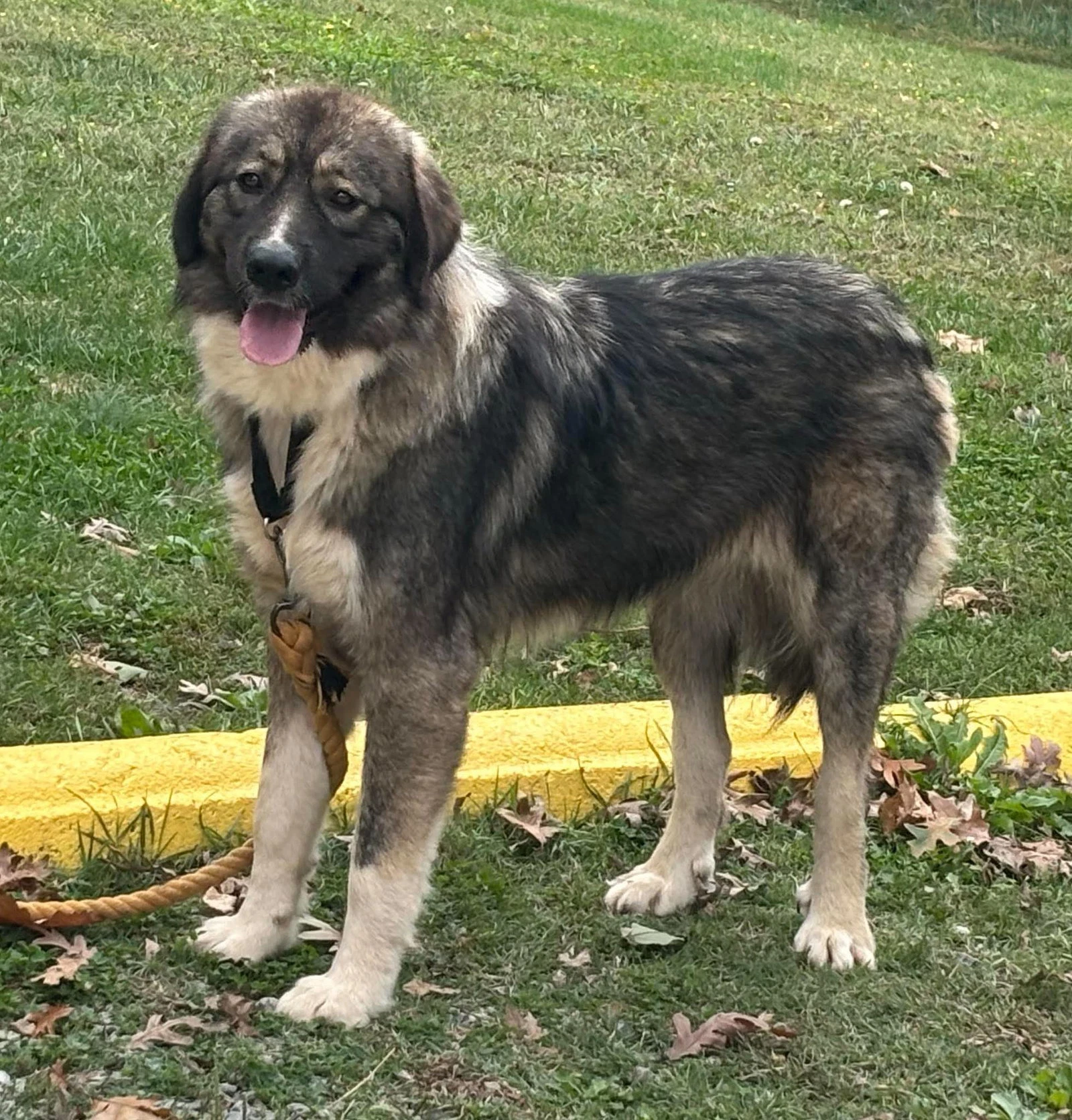 Judy - At The Shelter