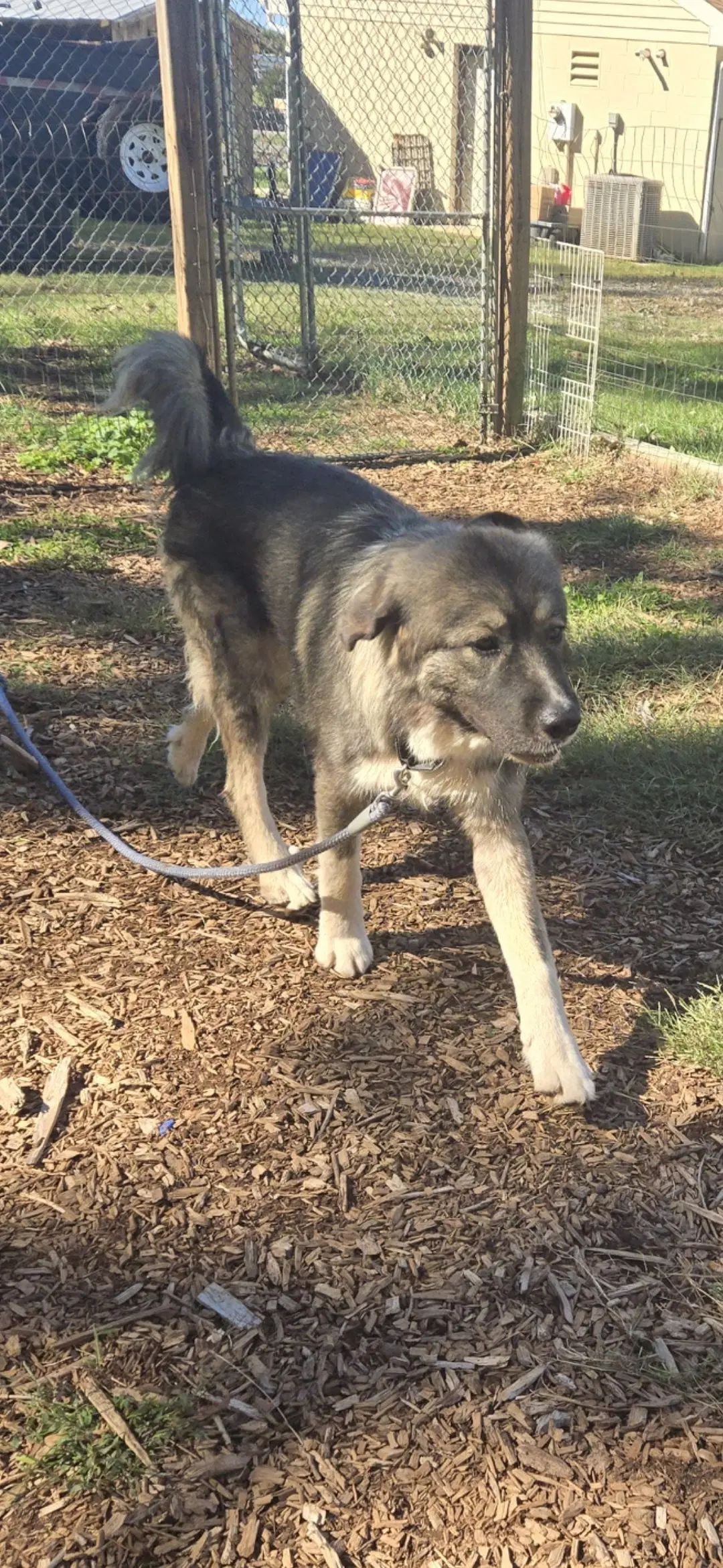 Judy - At The Shelter image 3