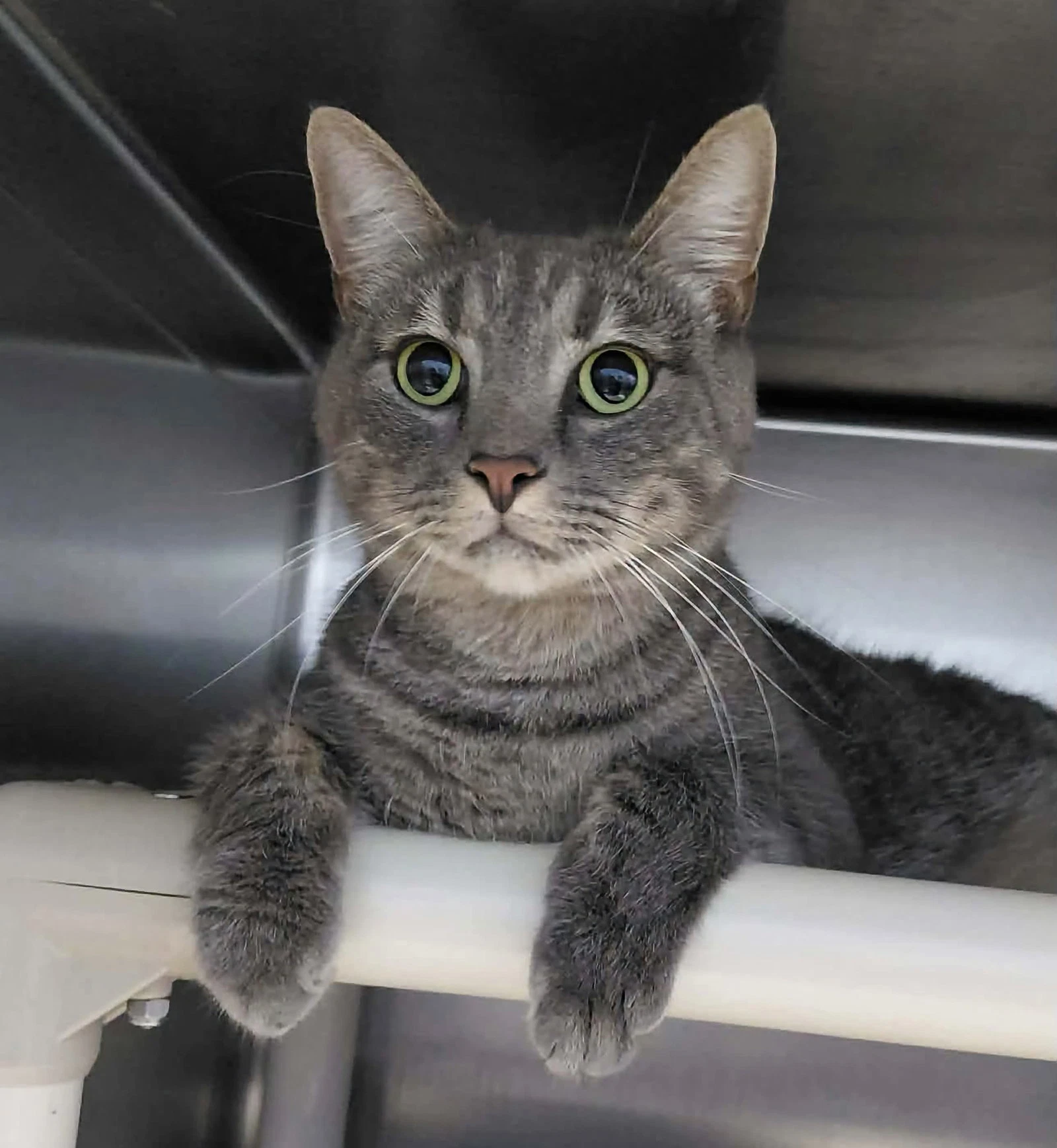 Roscoe - At The Shelter