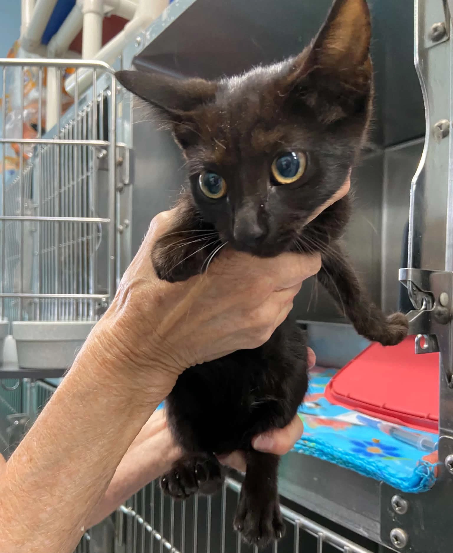 Alexis At Shelter