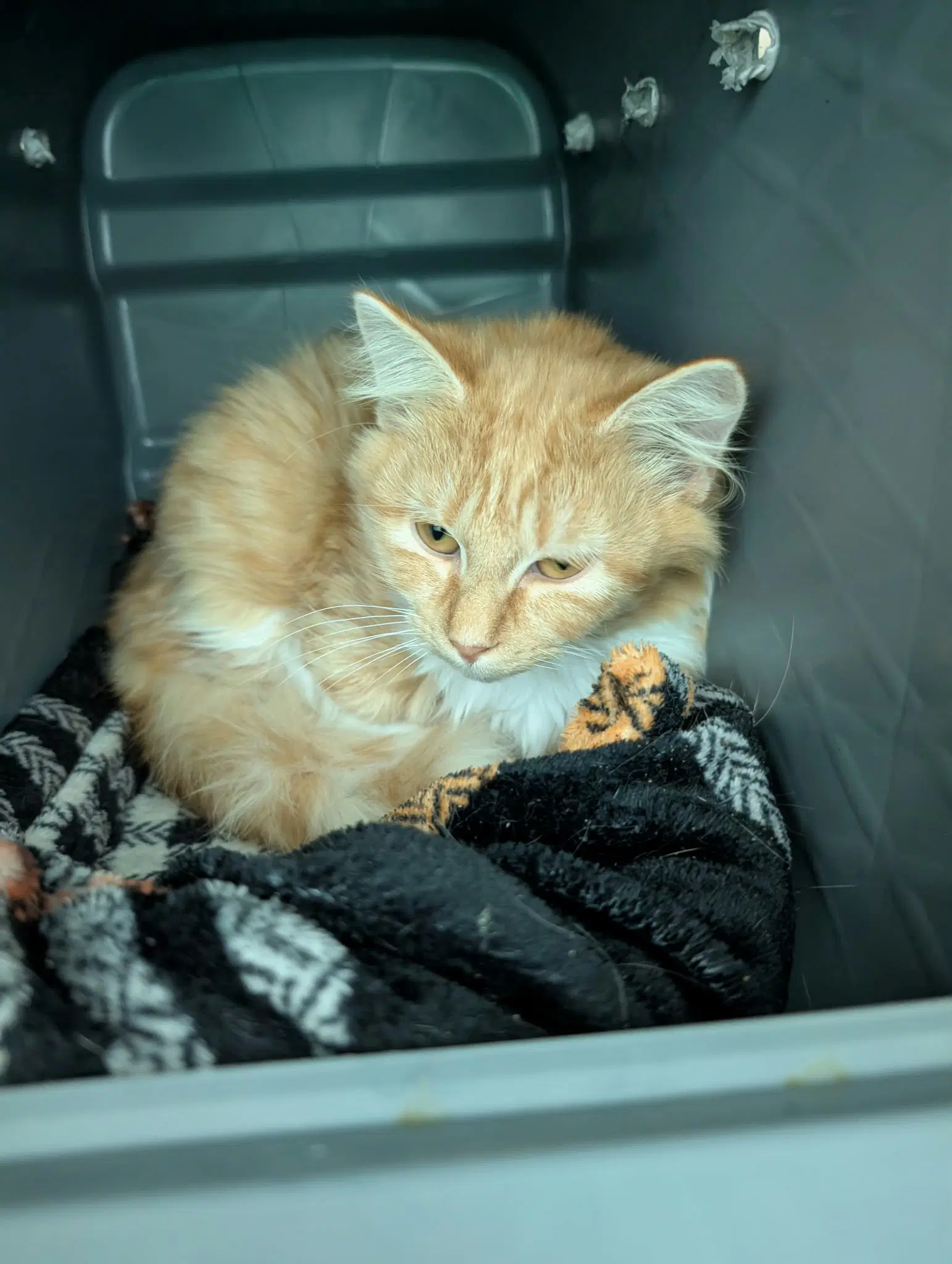 Beatrice At Shelter - Domestic Medium Hair