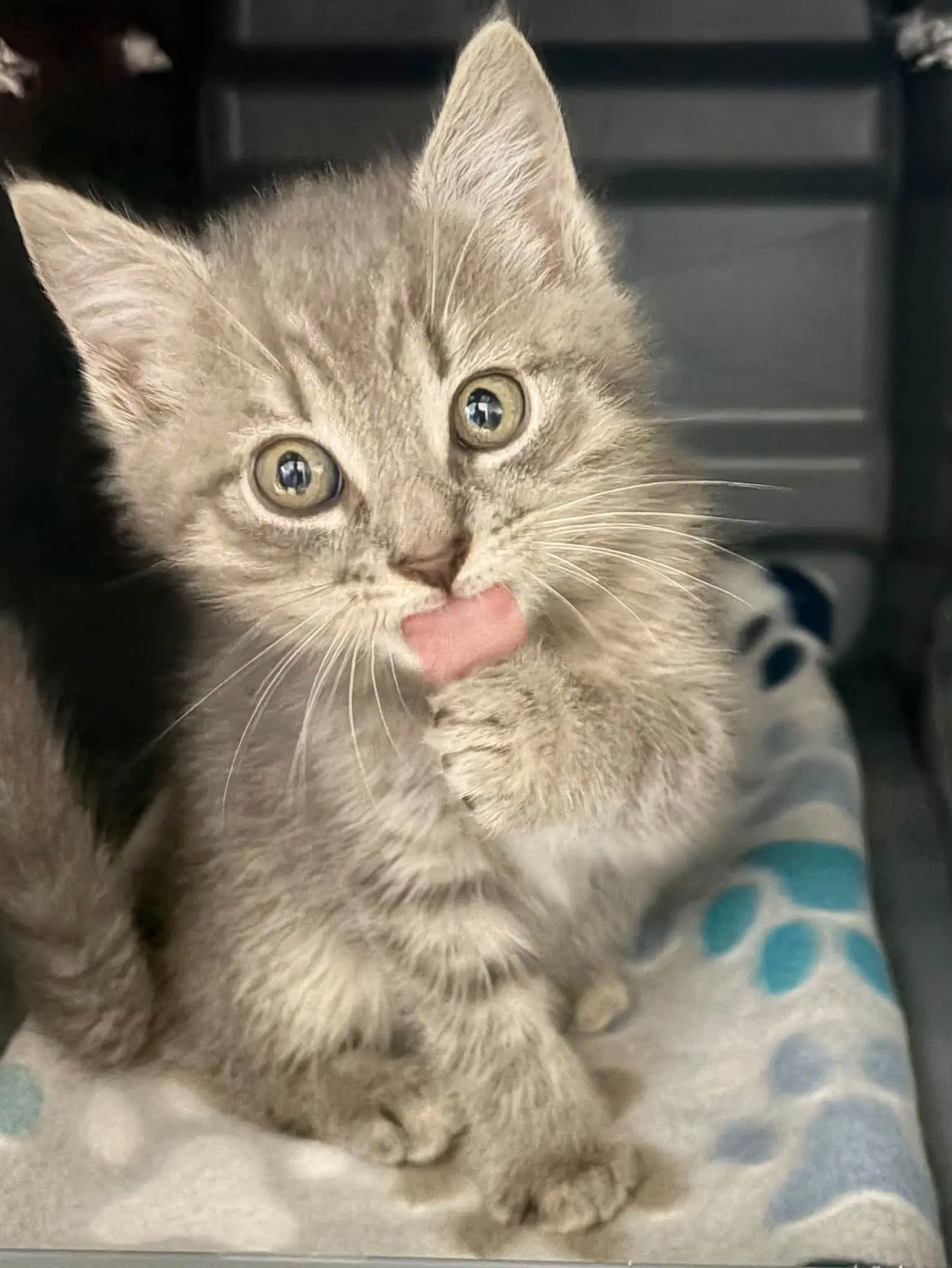Biscuit At Shelter - Domestic Short Hair
