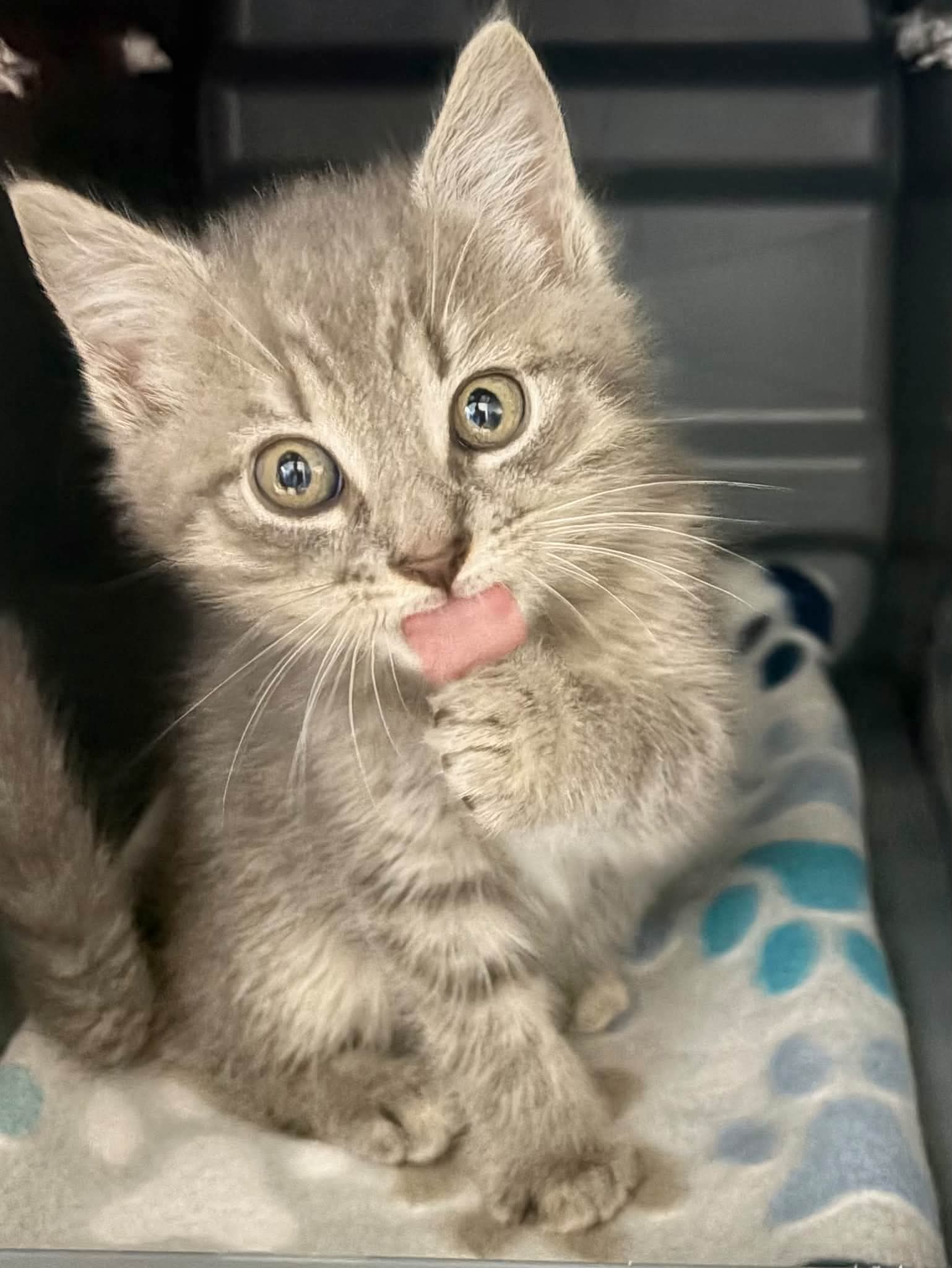 Biscuit At Shelter