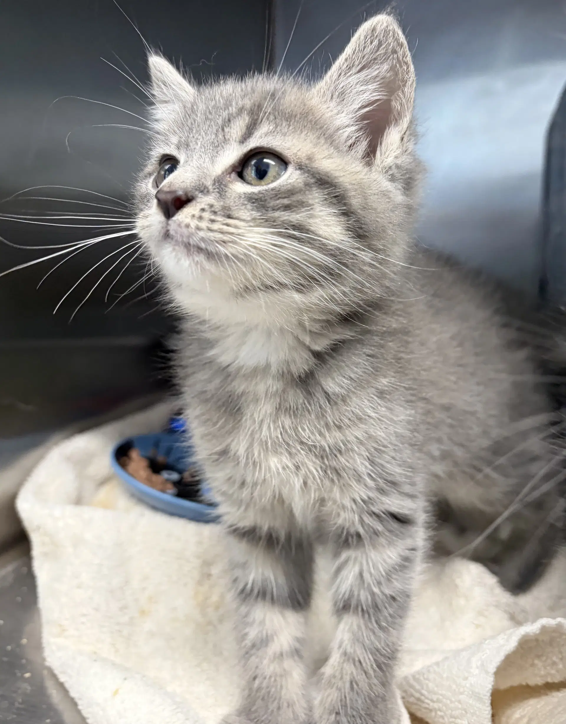Biscuit At Shelter image 2