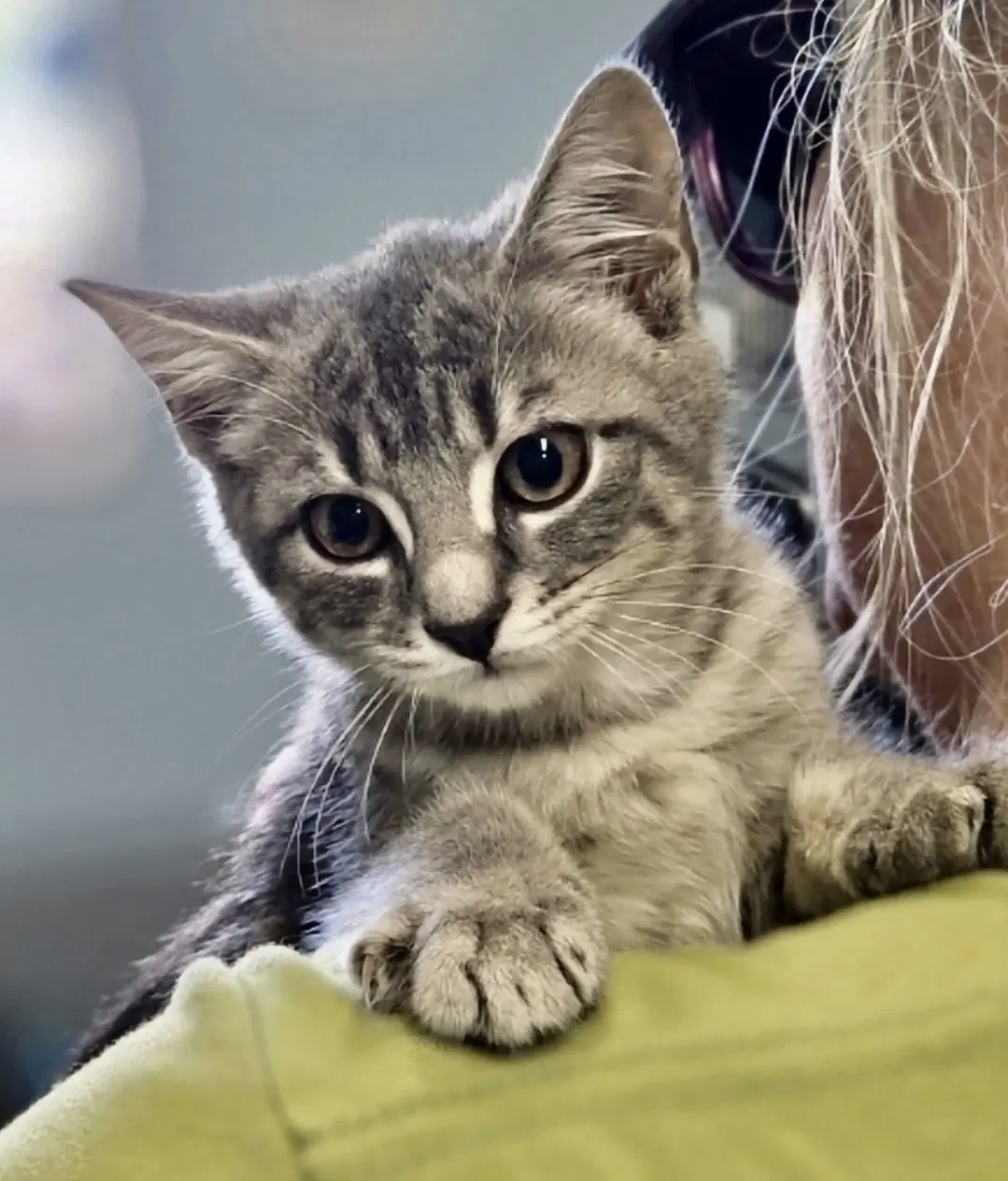 Biscuit At Shelter image 3