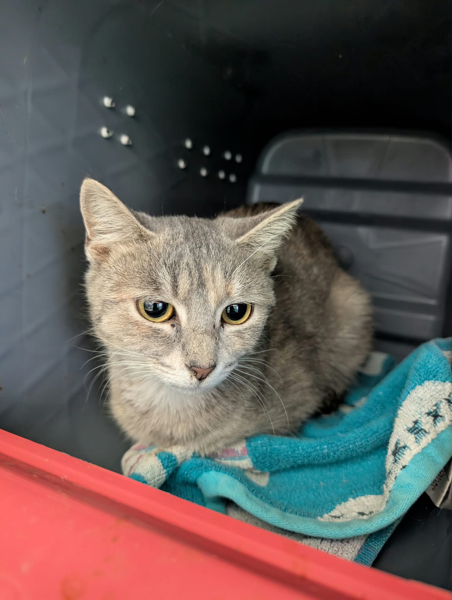 Bluebell At Shelter