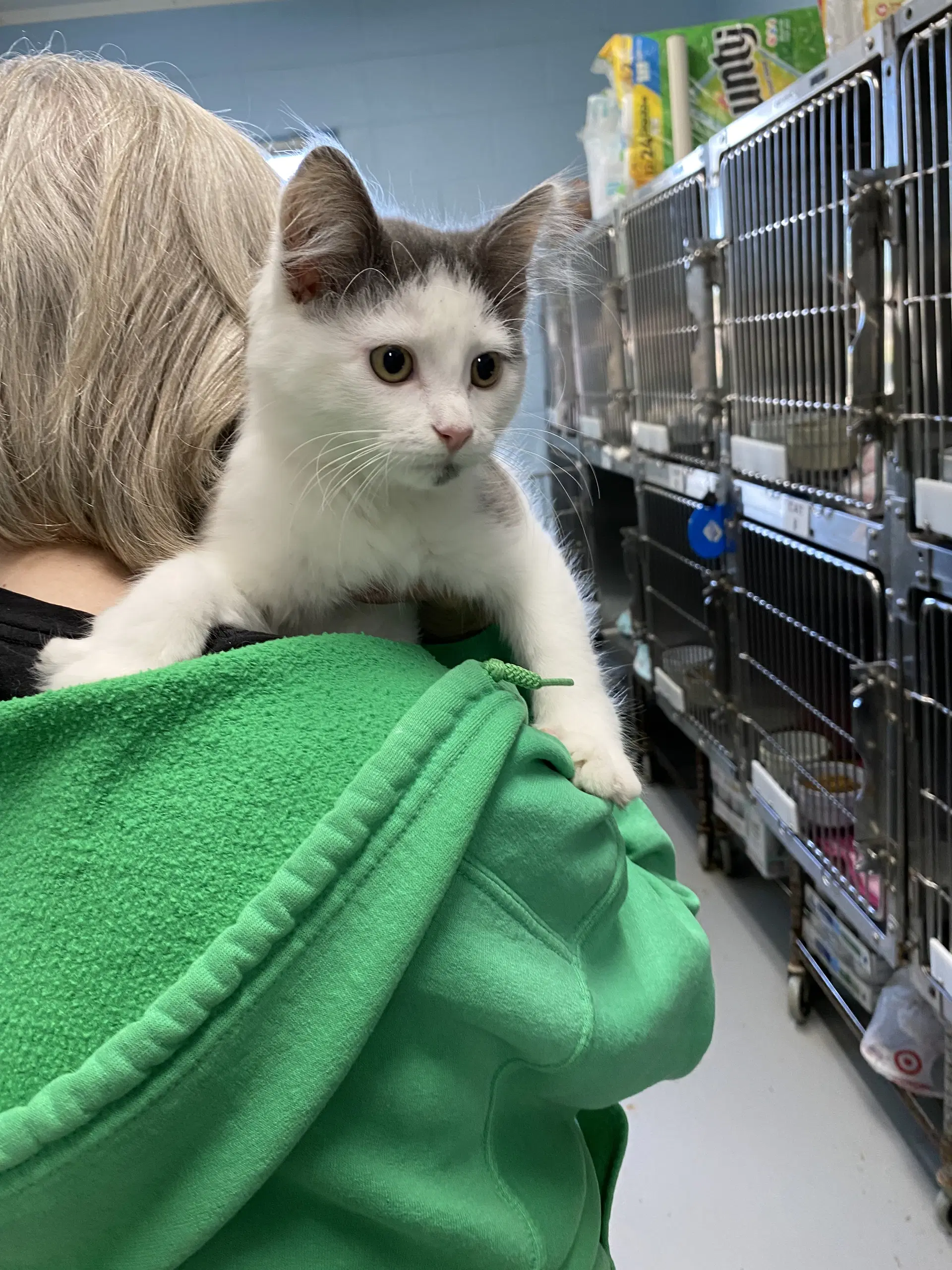 Trudy - At Shelter - Domestic Medium Hair