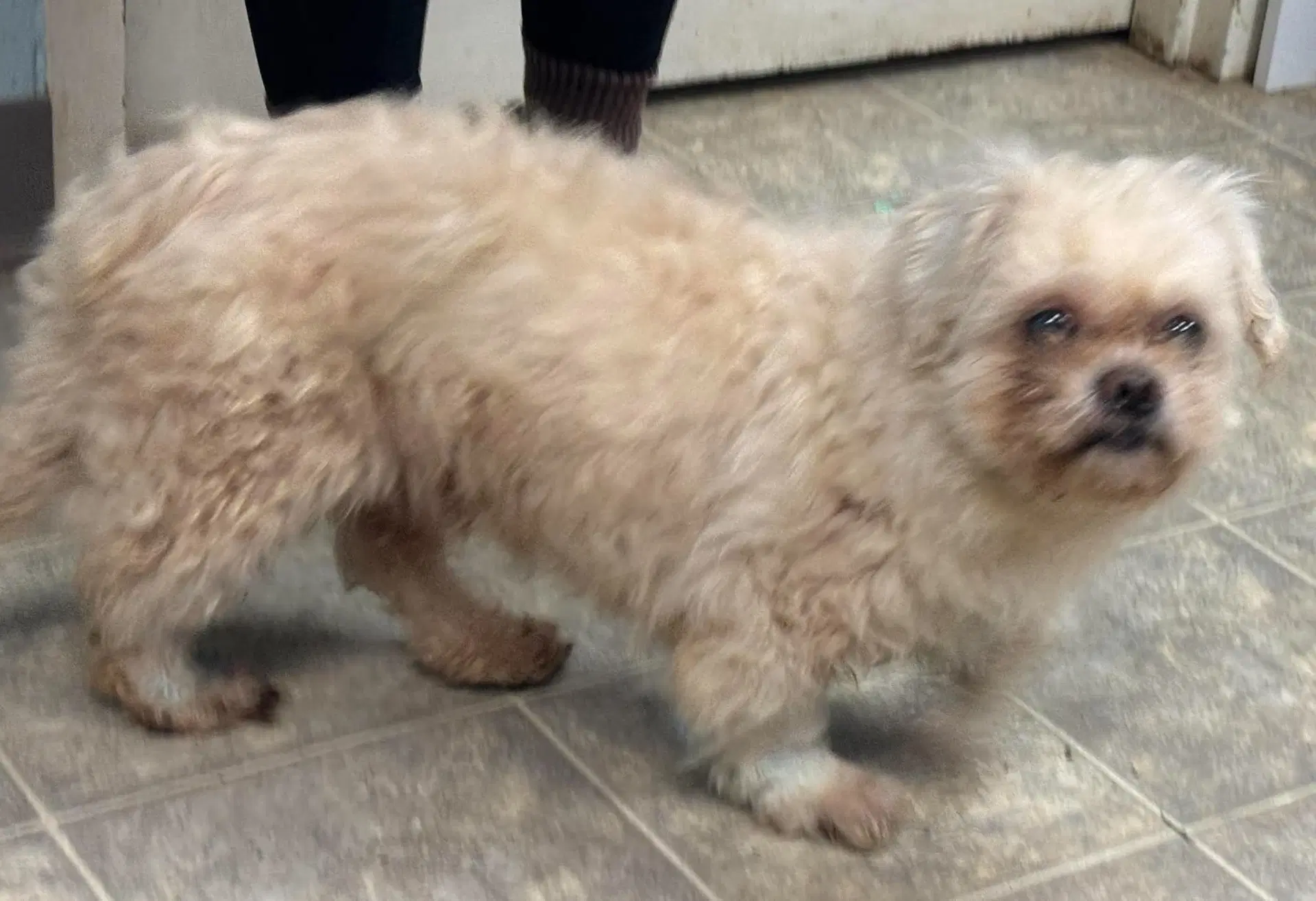 Bruno - At Shelter - Pekingese