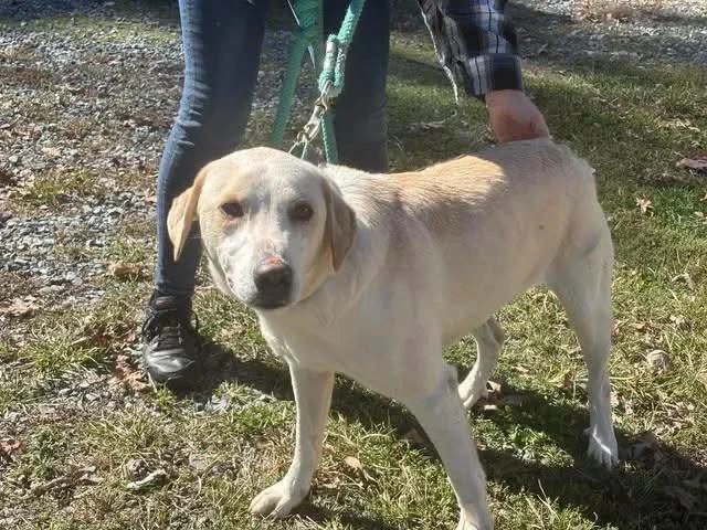Biscuit - At Shelter Available