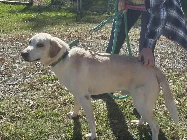 Biscuit - At Shelter Available image 2