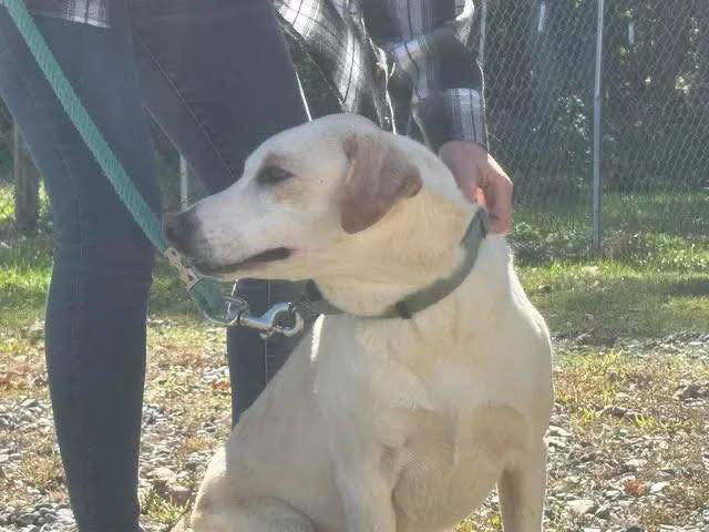 Biscuit: At shelter, available 10/30, photo 3