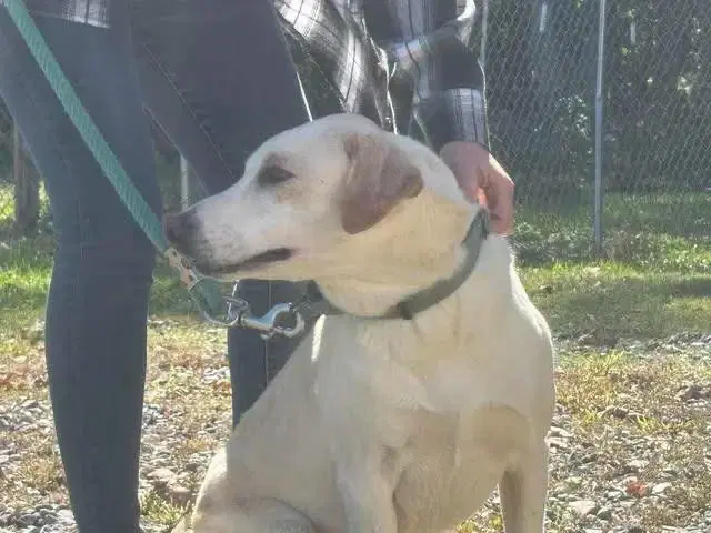 Biscuit - At Shelter Available image 3