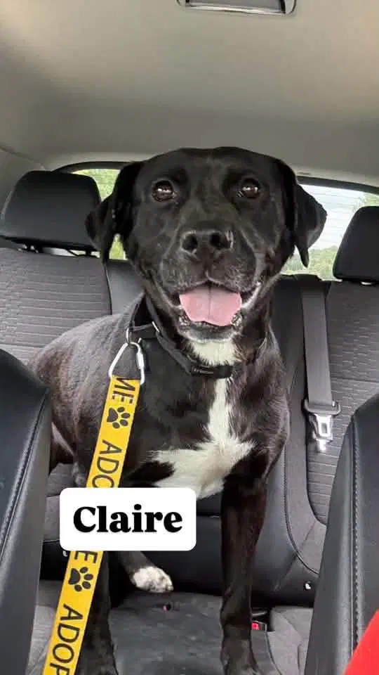 Claire - At The Shelter image 2