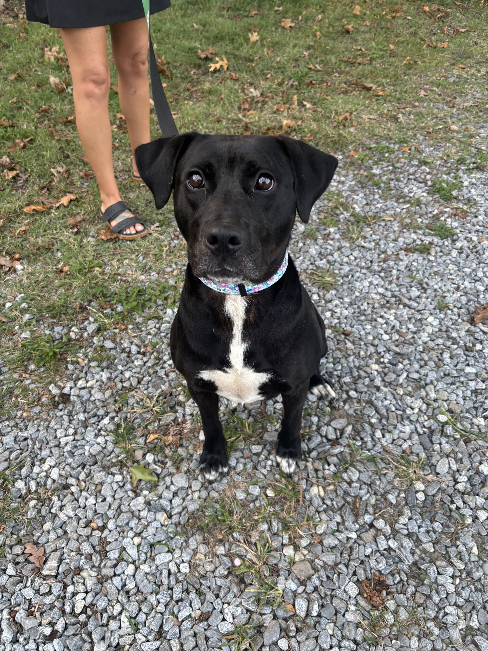 Claire: At the Shelter, photo 11