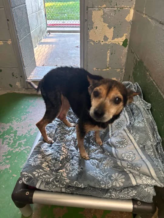 Pin Pin - Not At Shelter Available