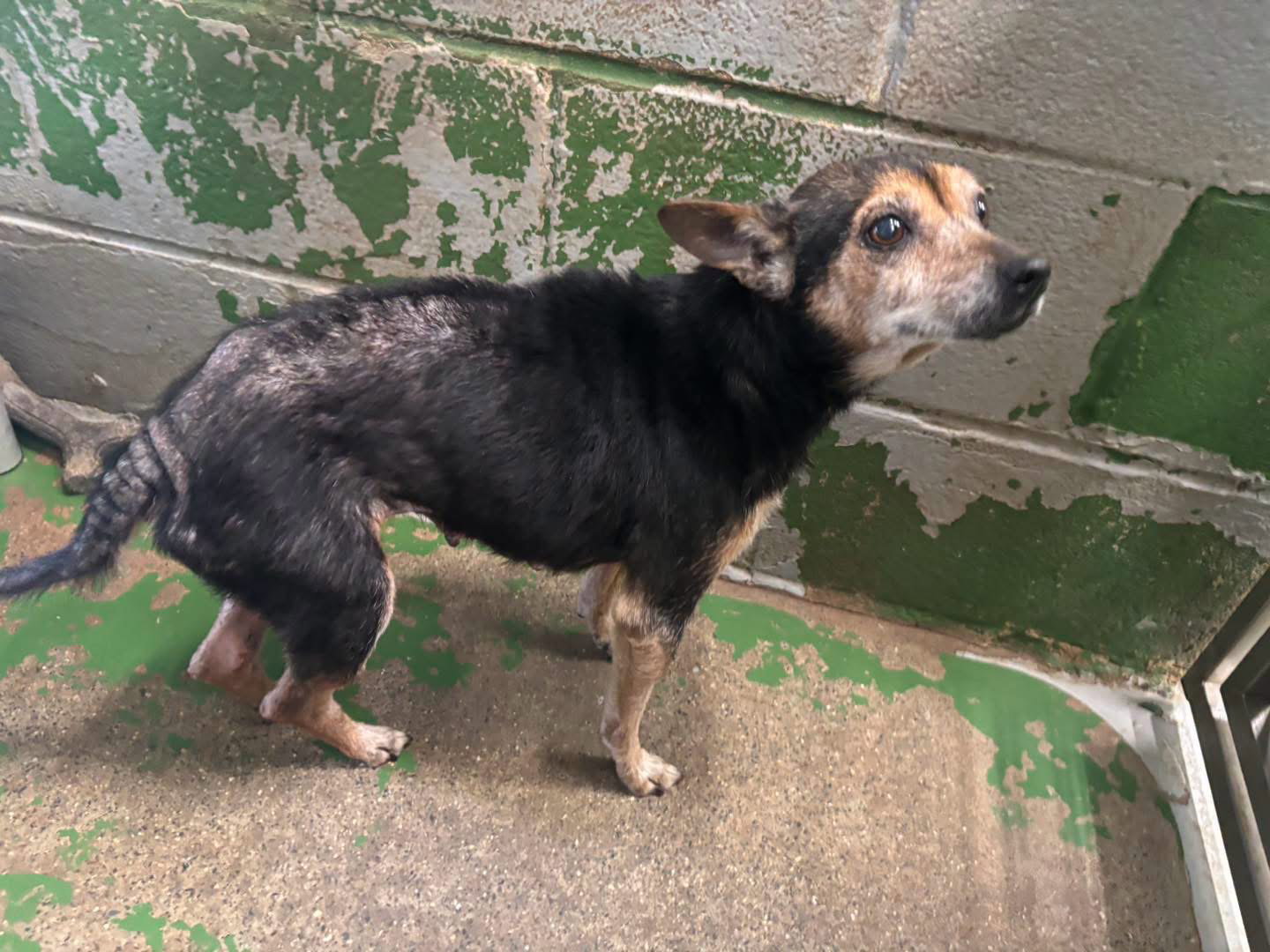 Pin Pin - Not at shelter available 10/26, photo 2