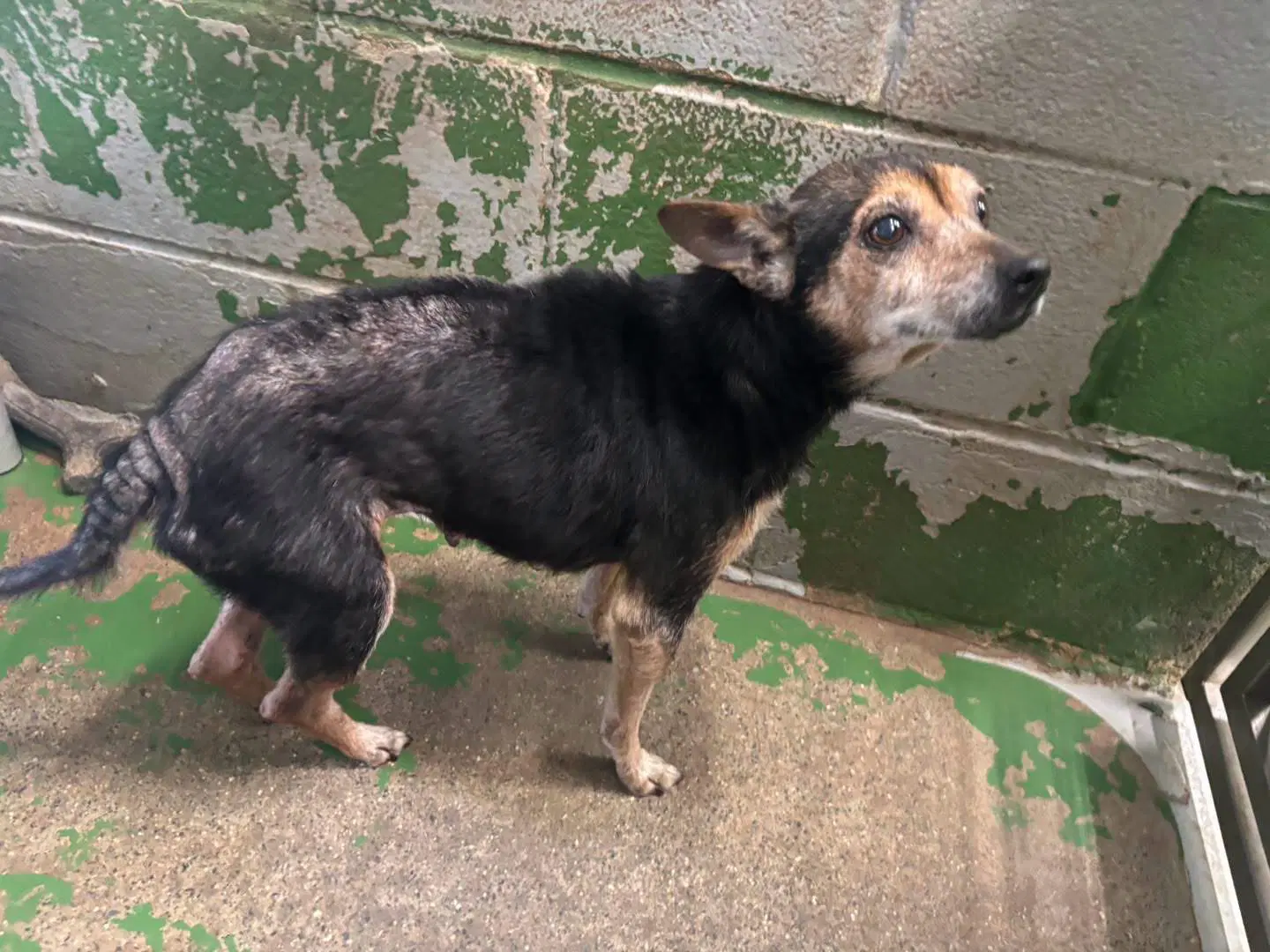 Pin Pin - Not At Shelter Available image 2