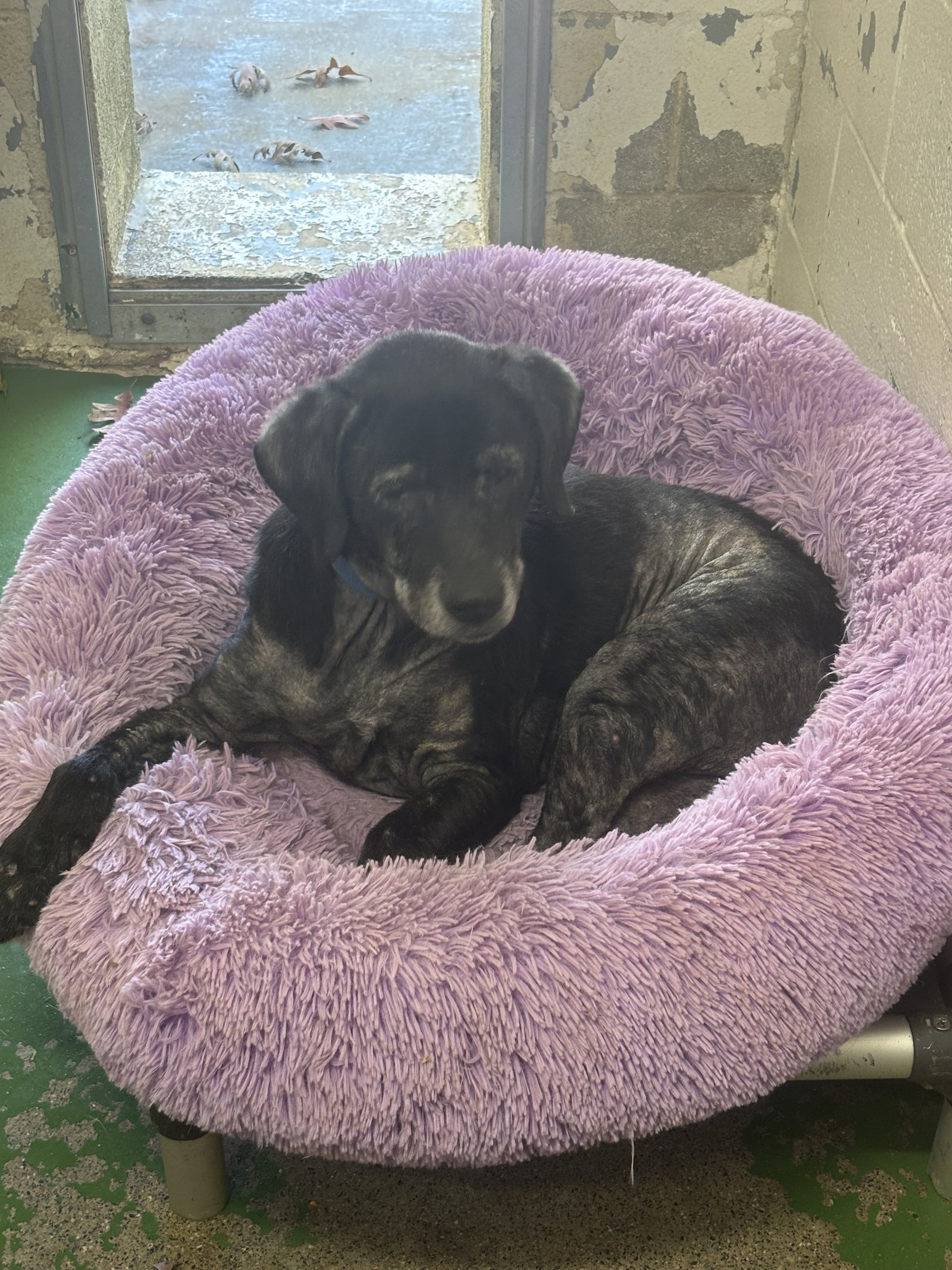 Rico: At shelter, photo 2